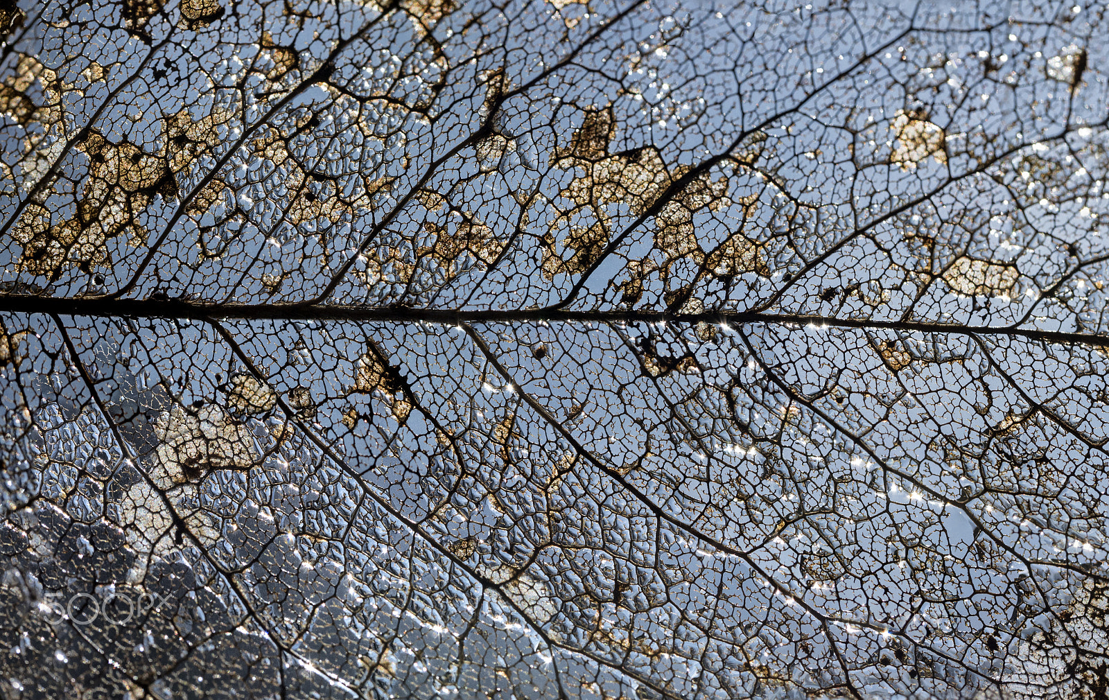 Olympus M.Zuiko Digital ED 60mm F2.8 Macro sample photo. Leaf skeleton-close up photography