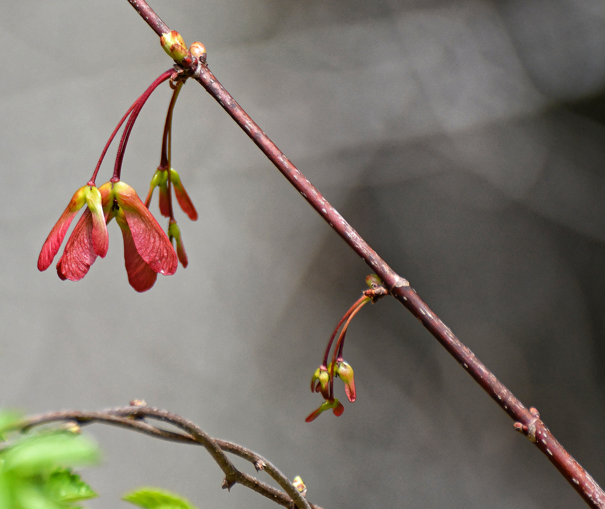 Nikon D7100 + Sigma 70-300mm F4-5.6 DG OS sample photo. Spring bounty 4. photography