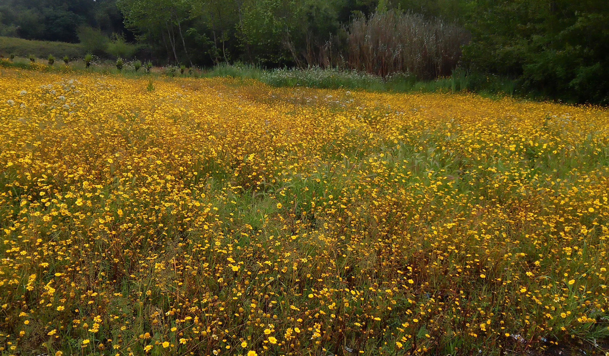 LG L90 sample photo. The yellow field photography