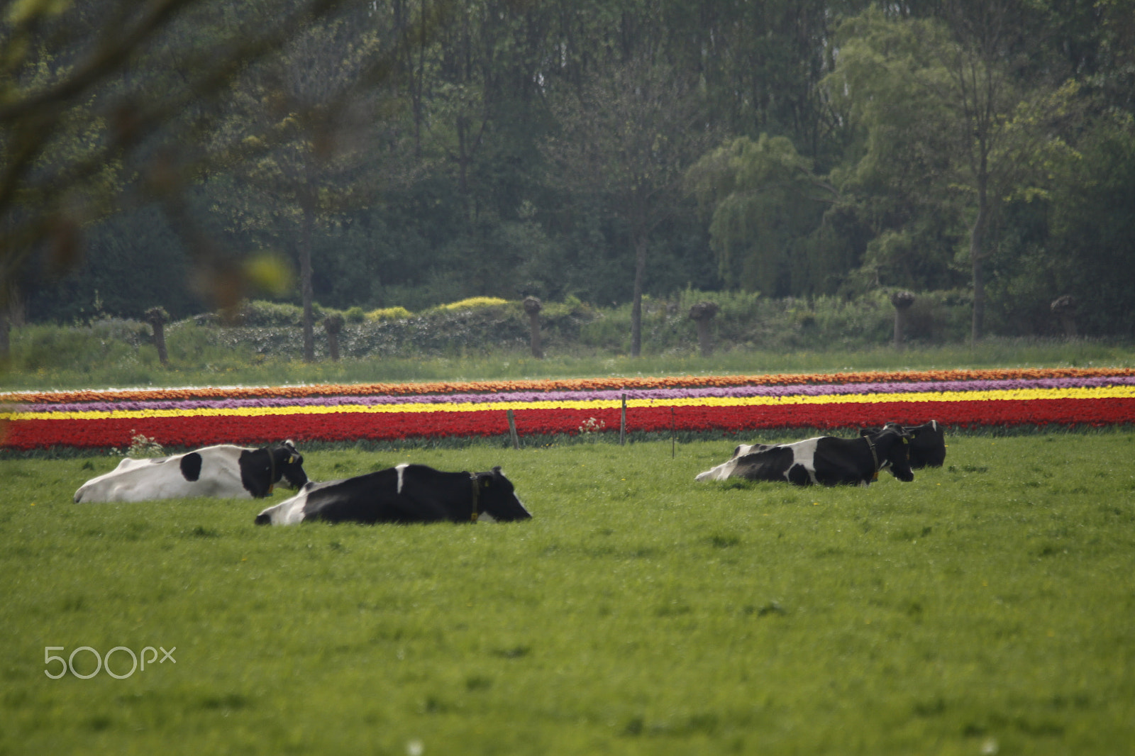 Canon EOS 50D + Sigma 150-500mm F5-6.3 DG OS HSM sample photo. Cows and tulips photography