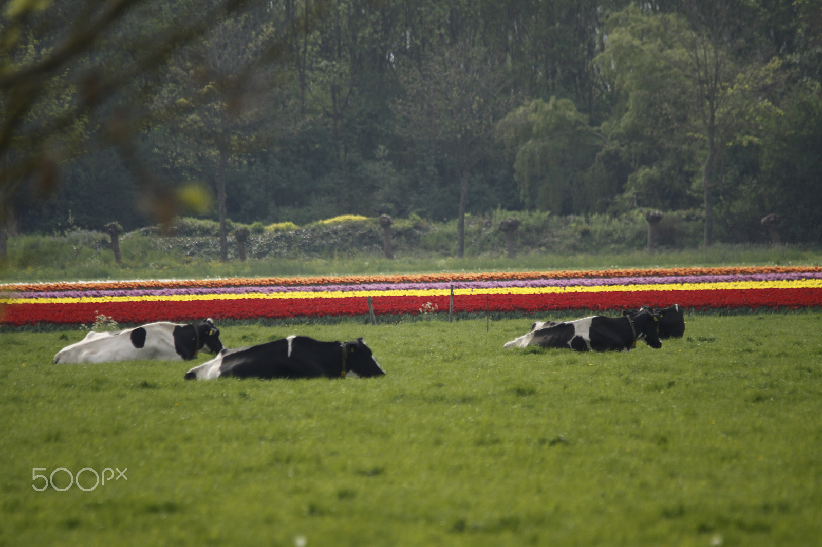 Sigma 150-500mm F5-6.3 DG OS HSM sample photo. Cows and tulips photography