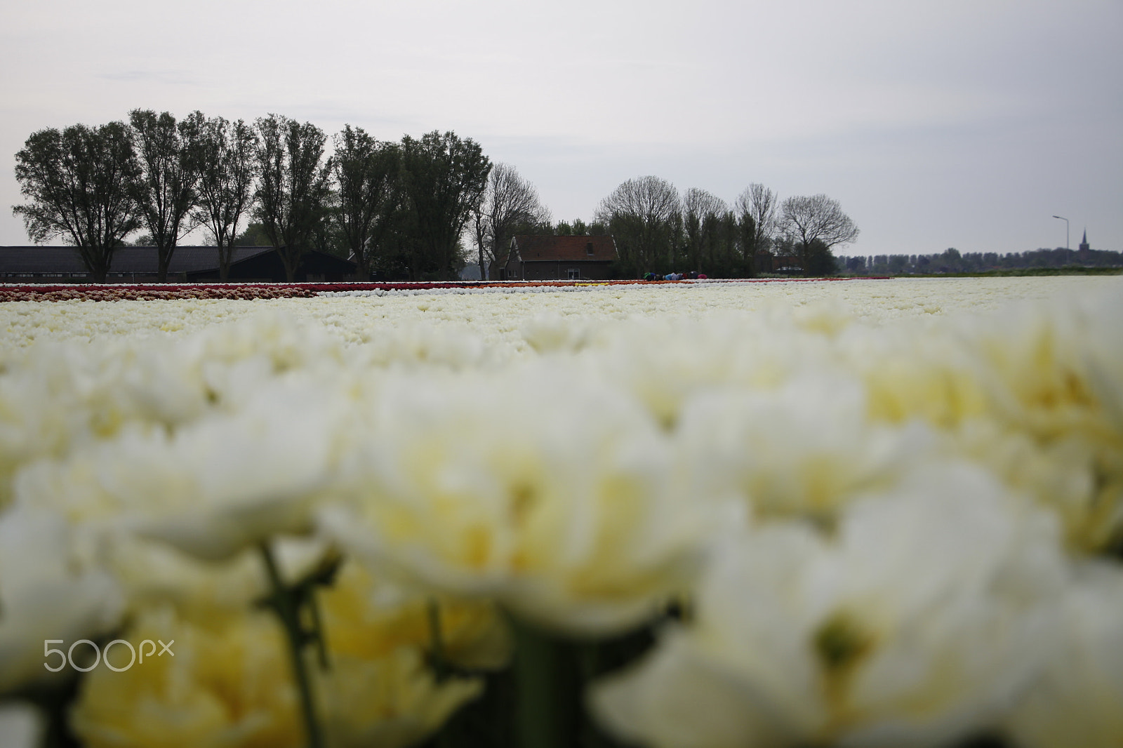 Canon EF-S 18-135mm F3.5-5.6 IS STM sample photo. Tulip fields photography