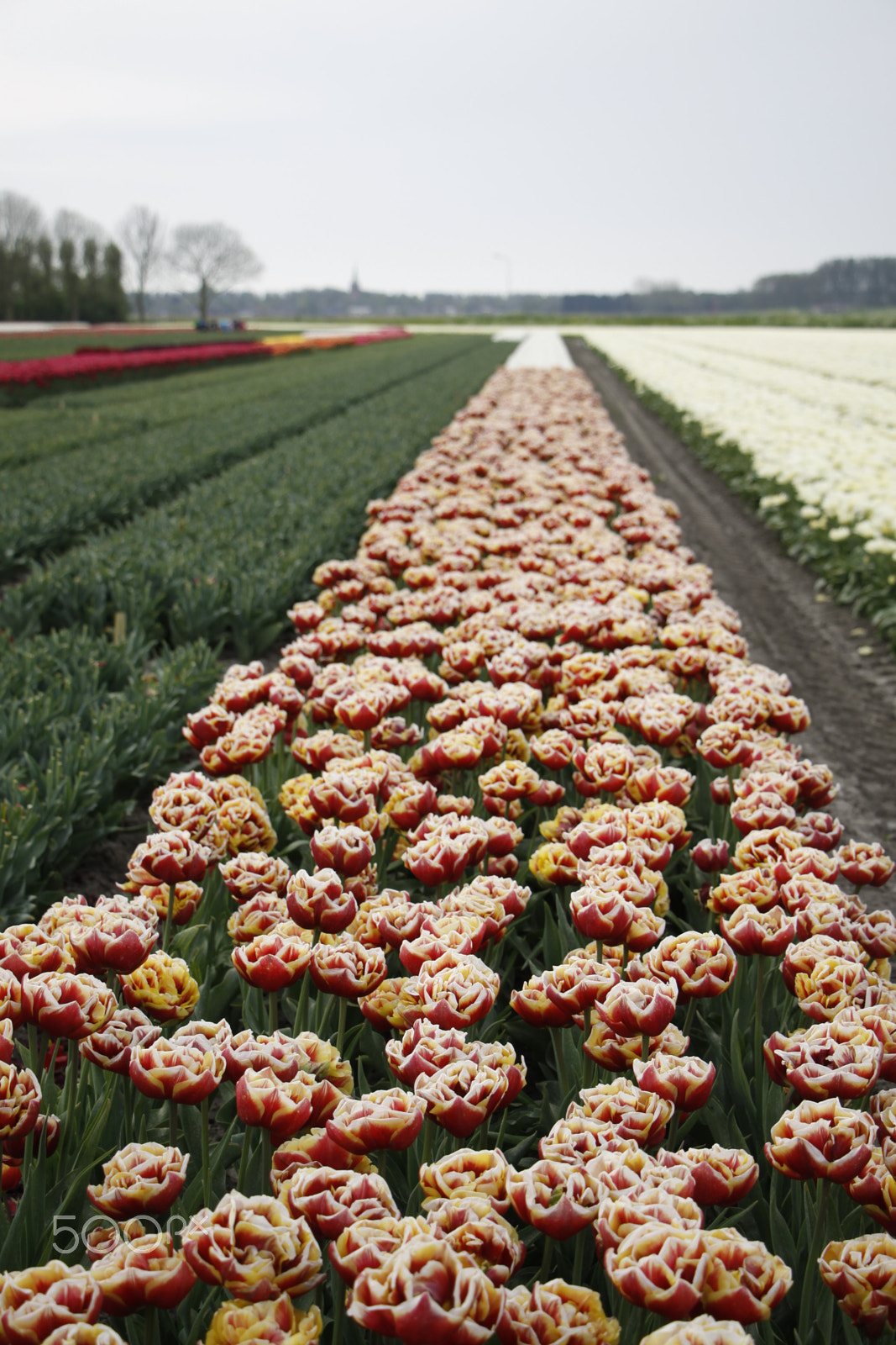 Canon EF-S 18-135mm F3.5-5.6 IS STM sample photo. Tulip fields photography