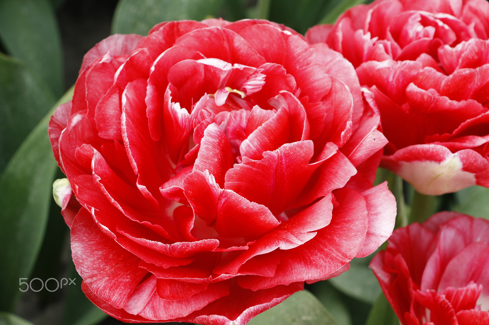 Canon EF-S 18-135mm F3.5-5.6 IS STM sample photo. Red tulip photography