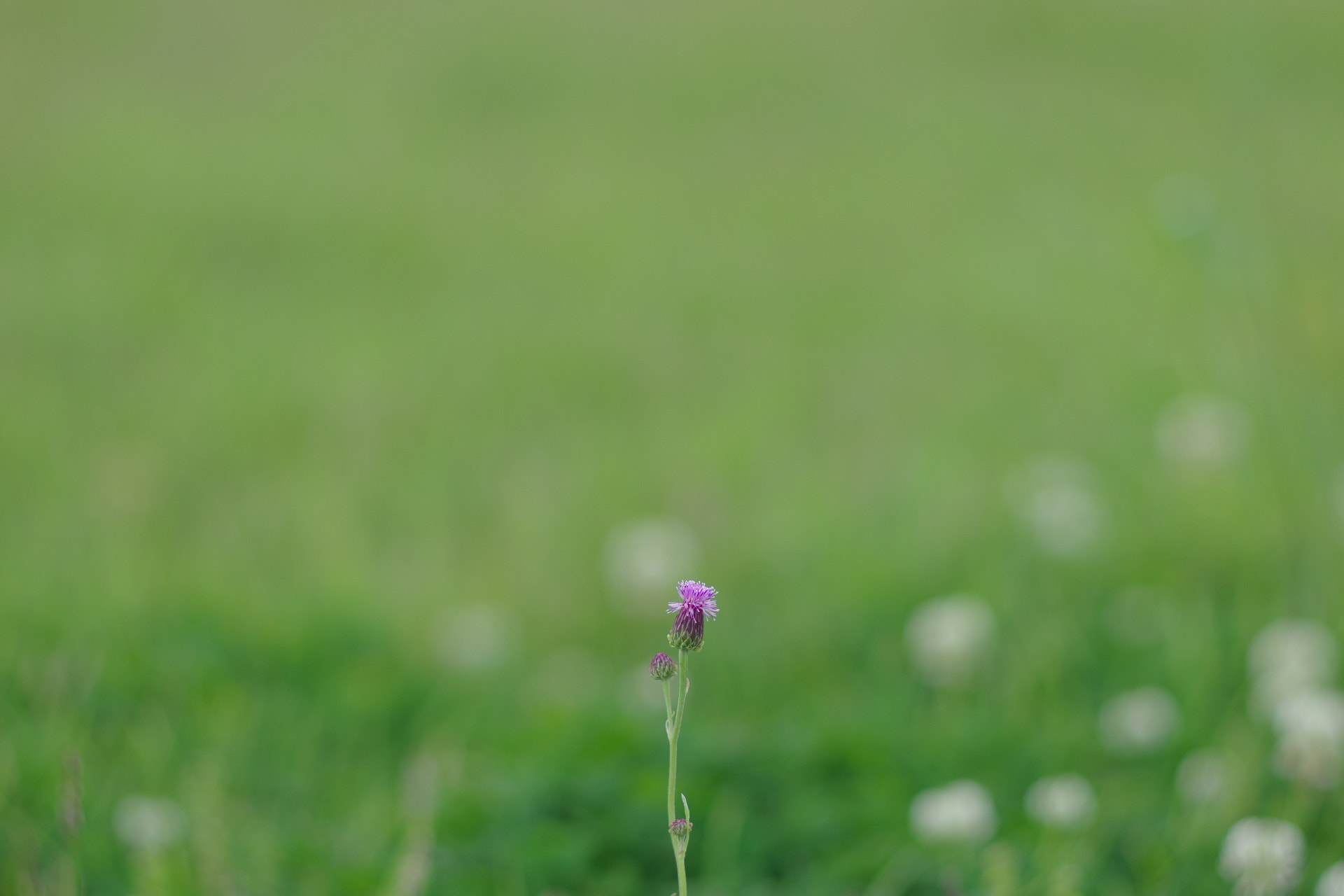 Pentax smc FA 77mm 1.8 Limited sample photo. 小さな花 photography