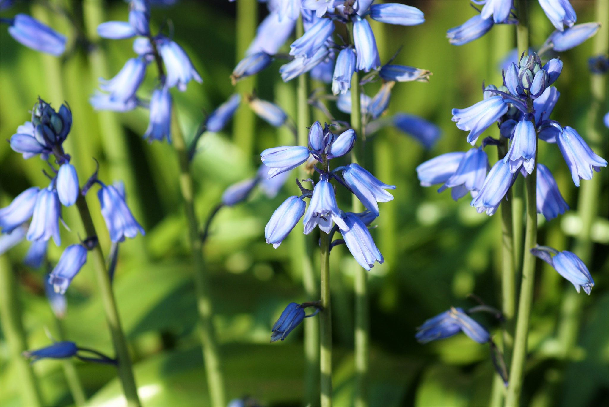 Sony Alpha DSLR-A300 sample photo. Bluebell flowers photography
