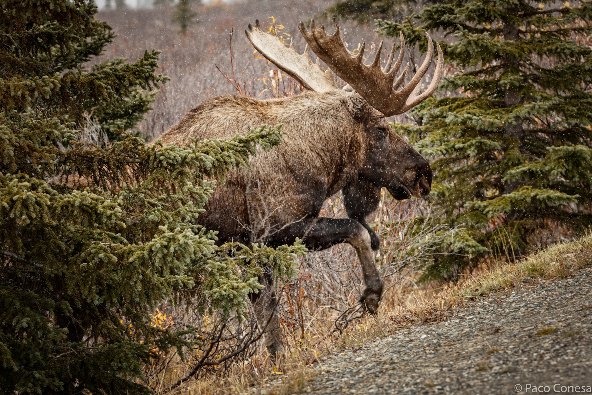 Canon EOS 5DS R + Canon EF 200-400mm F4L IS USM Extender 1.4x sample photo. The king of denali photography