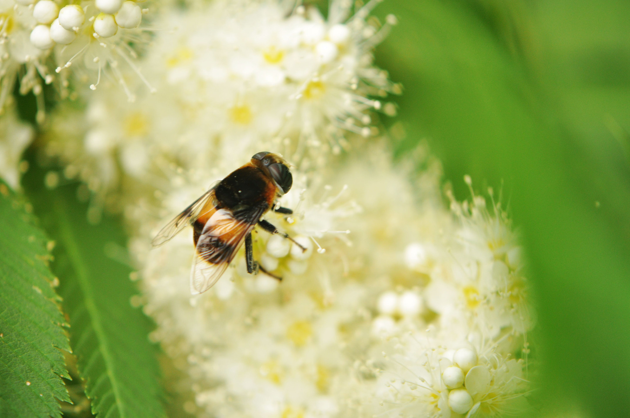 Nikon AF-S DX Micro-Nikkor 85mm F3.5G ED VR sample photo. Bee photography