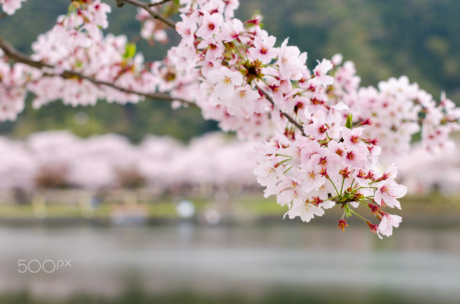 Nikon D5100 + Sigma 50mm F1.4 EX DG HSM sample photo. Cherry blossoms kintai bridge, iwakuni japan photography