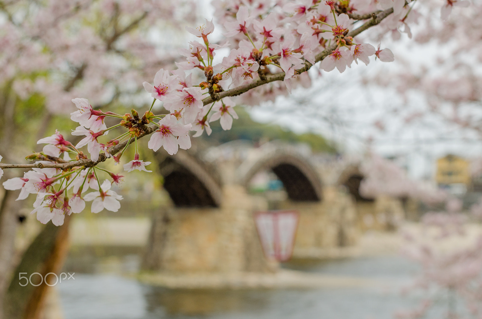 Nikon D5100 + Sigma 50mm F1.4 EX DG HSM sample photo. Cherry blossoms kintai bridge, iwakuni japan photography