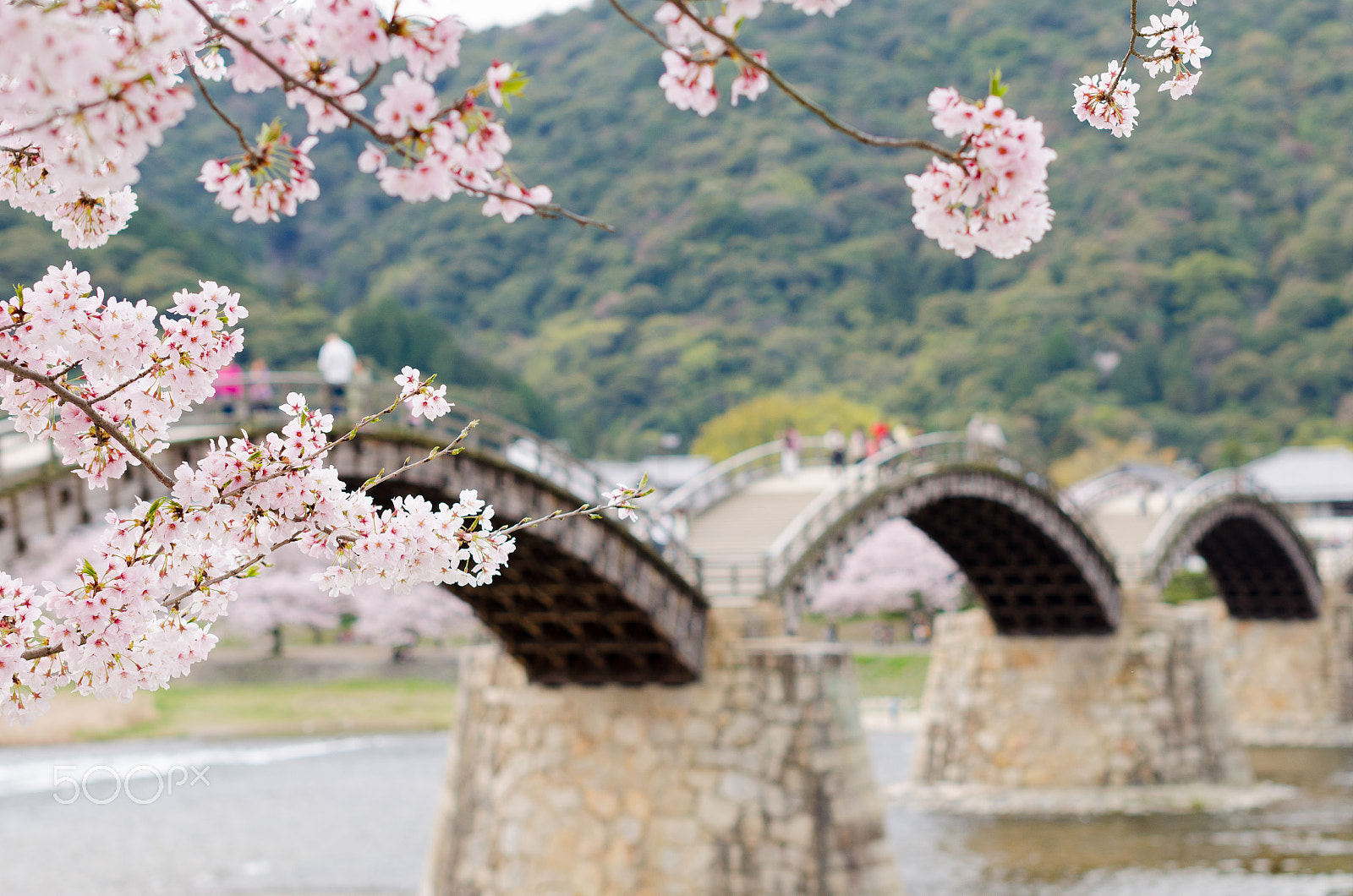 Nikon D5100 + Sigma 50mm F1.4 EX DG HSM sample photo. Cherry blossoms kintai bridge, iwakuni japan photography