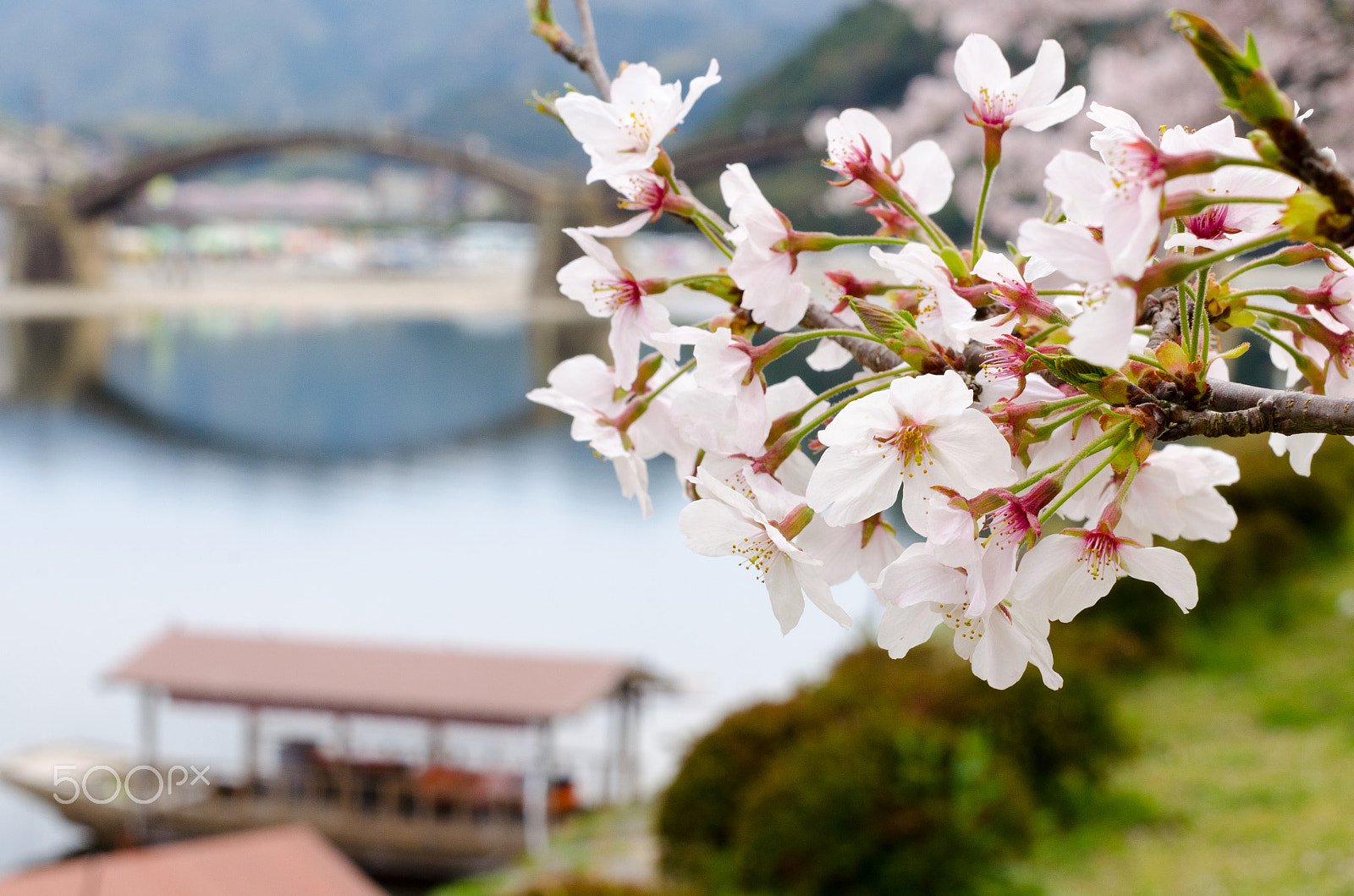 Nikon D5100 + Sigma 50mm F1.4 EX DG HSM sample photo. Cherry blossoms kintai bridge, iwakuni japan photography