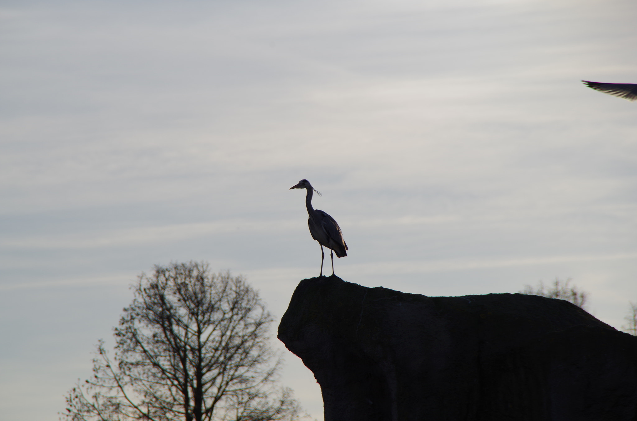 Pentax K-50 sample photo. Blijdorp photography