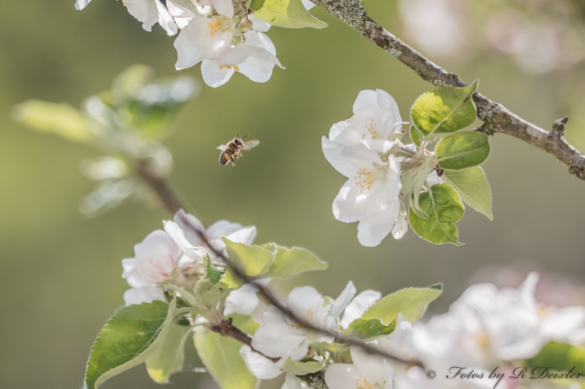 Sigma 150mm f/2.8 EX DG OS HSM APO Macro sample photo. Honigbiene 11 photography