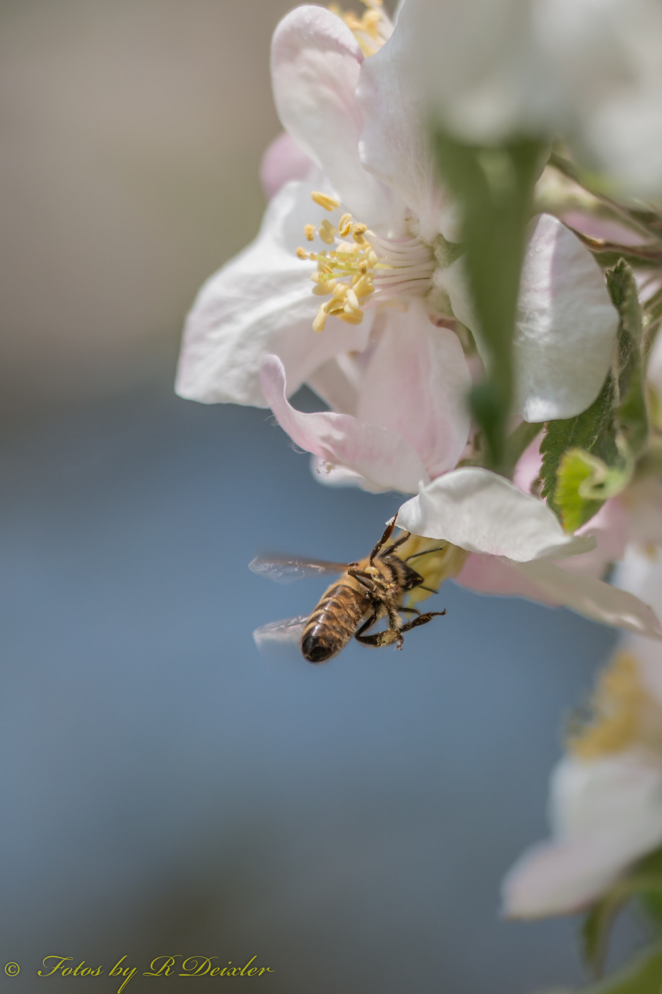 Sigma 150mm f/2.8 EX DG OS HSM APO Macro sample photo. Honigbiene 13 photography