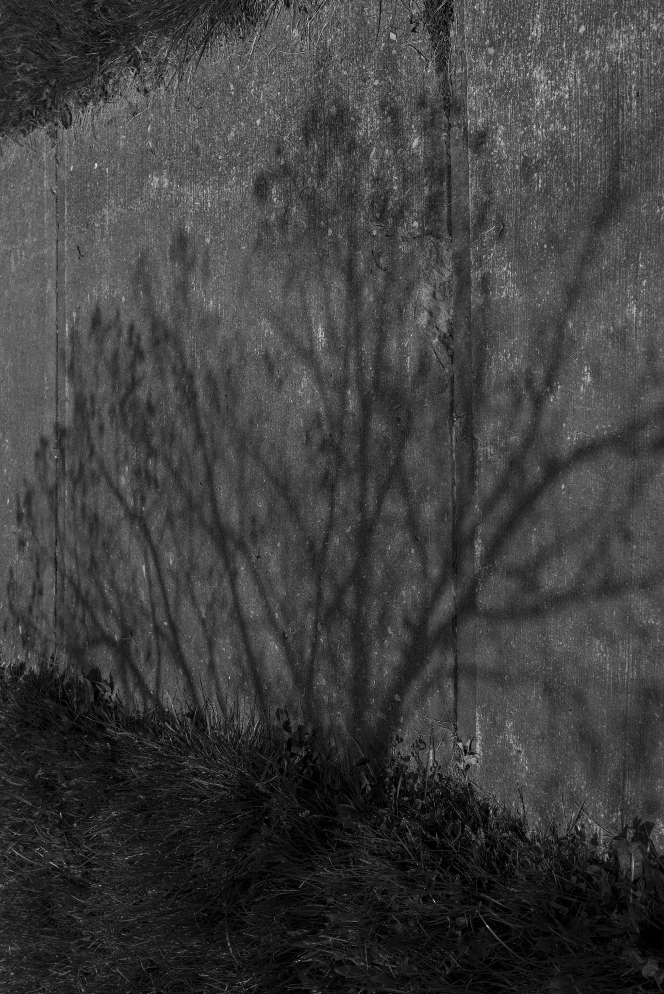 Leica Summilux-M 50mm F1.4 ASPH sample photo. B&w with leica m246 photography
