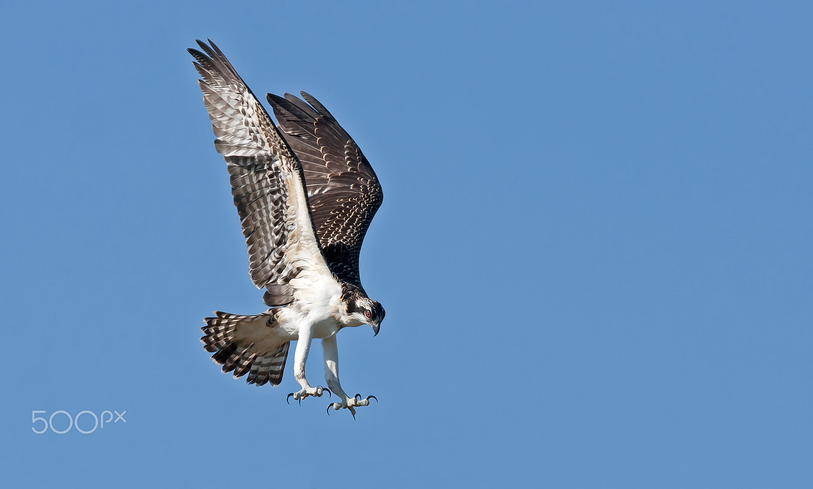 Canon EOS 40D + Canon EF 300mm F2.8L IS USM sample photo. In for the kill - osprey photography