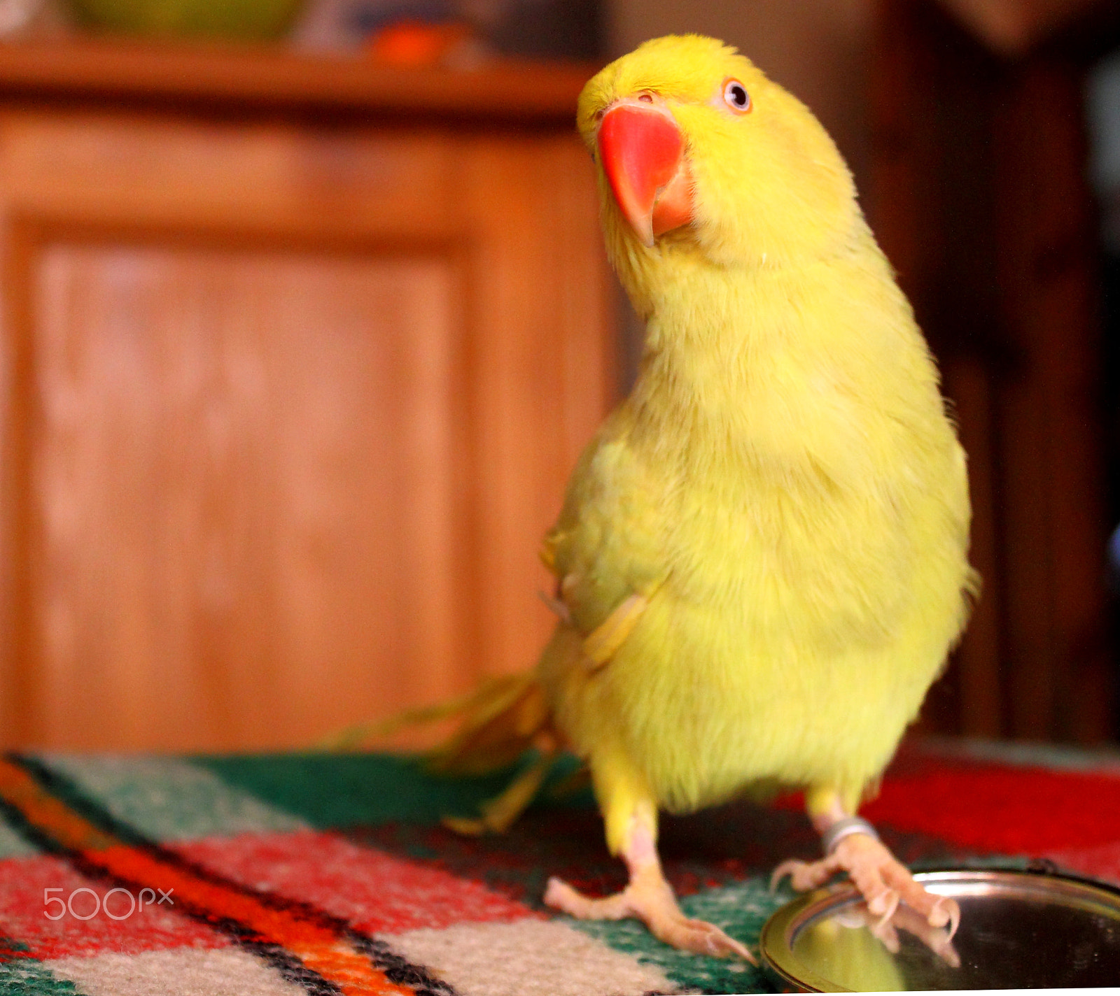Canon EF-S 18-55mm F3.5-5.6 IS sample photo. Today is yellow day... photography