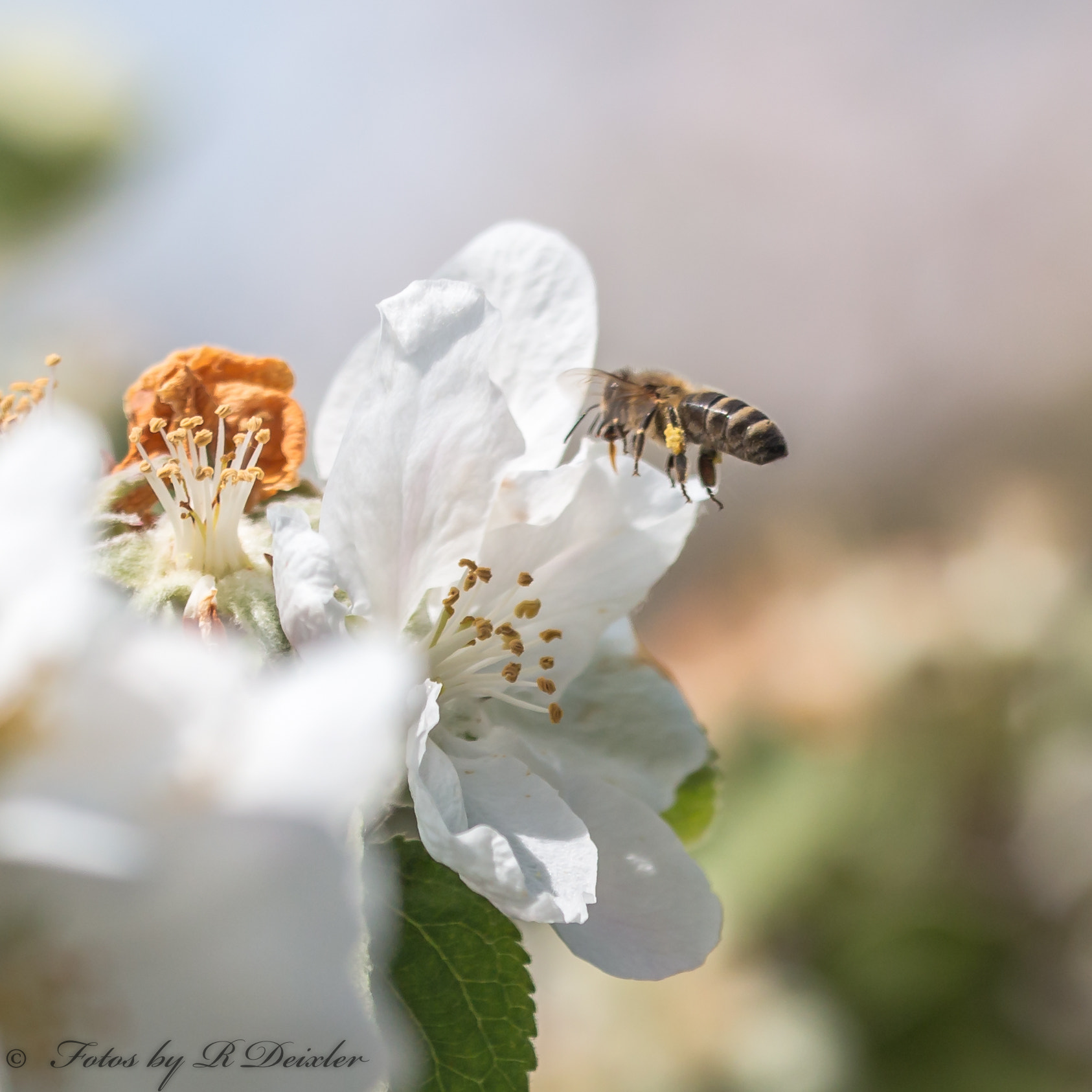 Sigma 150mm f/2.8 EX DG OS HSM APO Macro sample photo. Honigbiene 12 photography