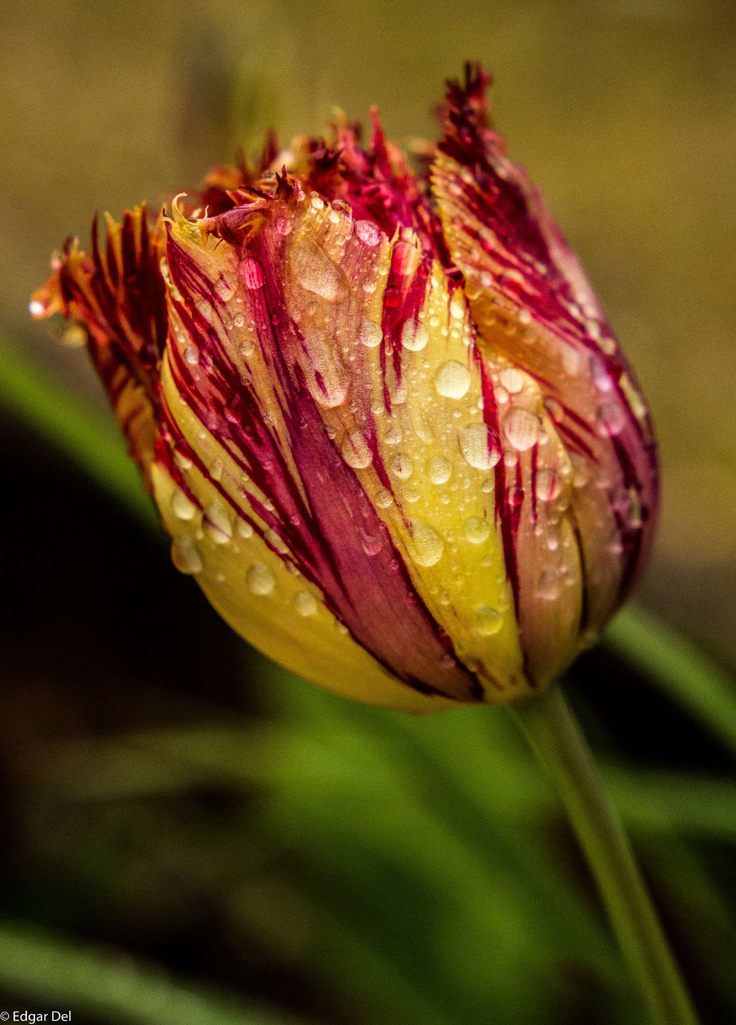 Canon EF 24-105mm F3.5-5.6 IS STM sample photo. Tulipe photography
