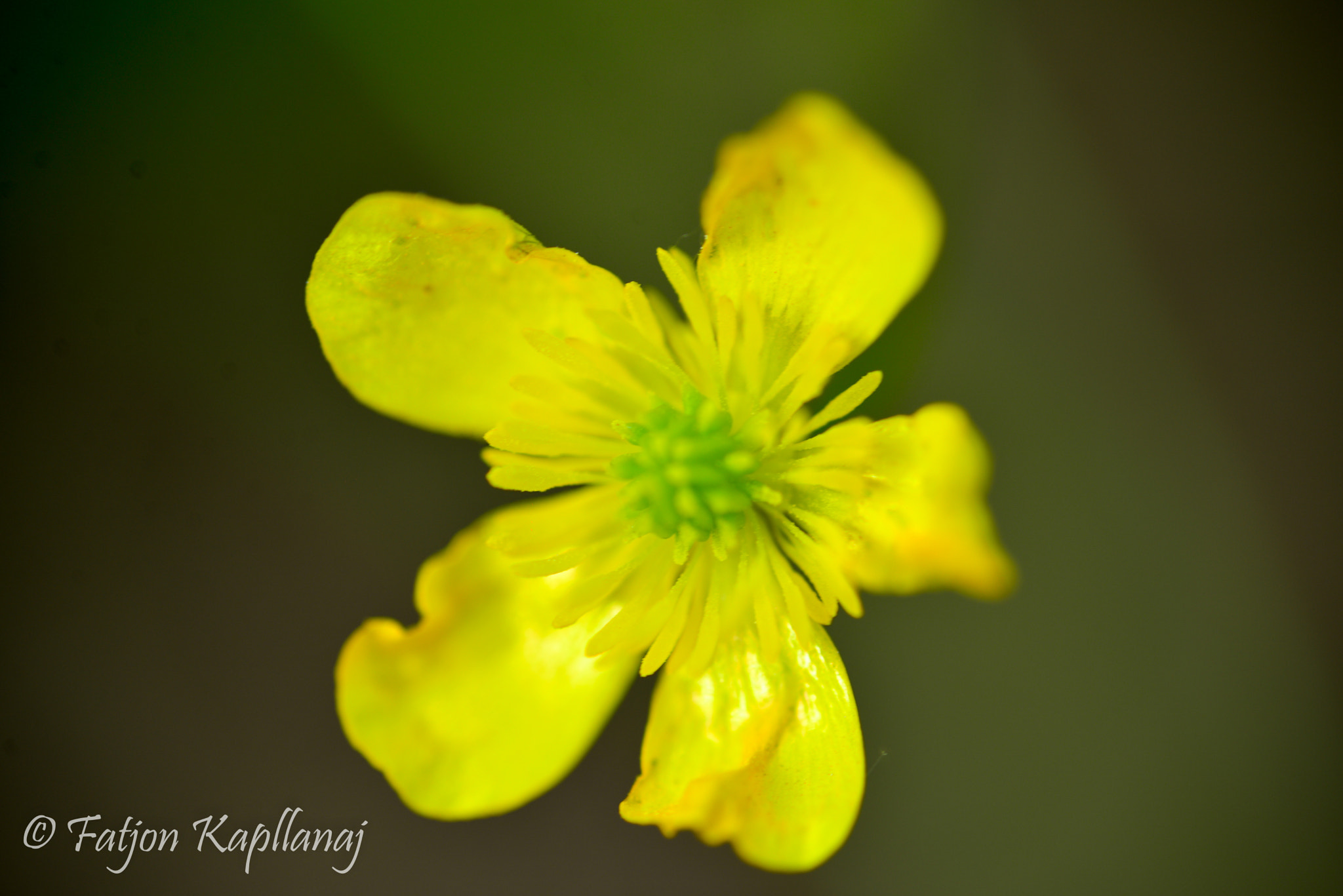 Nikon D610 + Sigma 105mm F2.8 EX DG Macro sample photo. Dsc_0688.jpg photography