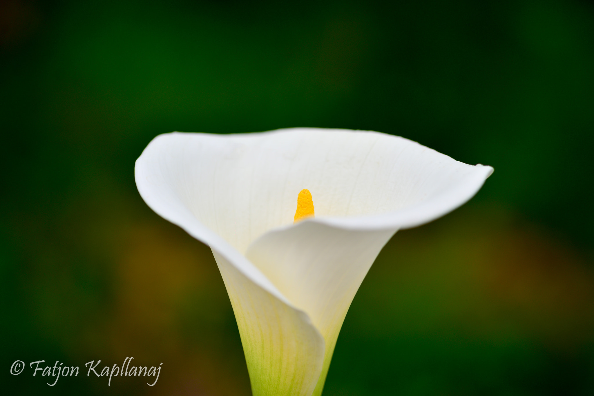 Nikon D610 + Sigma 105mm F2.8 EX DG Macro sample photo. Edit photography