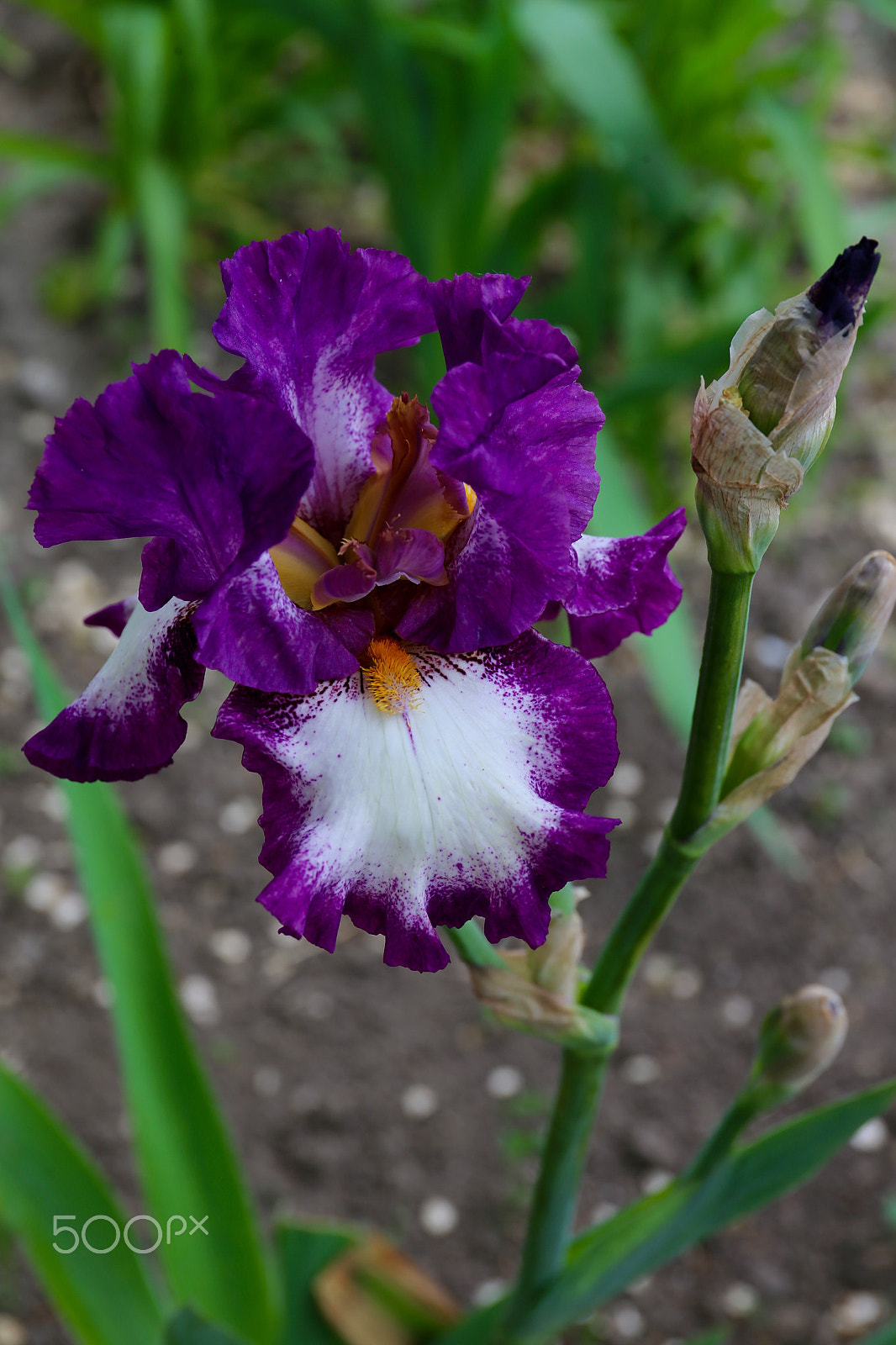 Canon EF 24-70mm F4L IS USM sample photo. Iris Красота мира в цветах photography