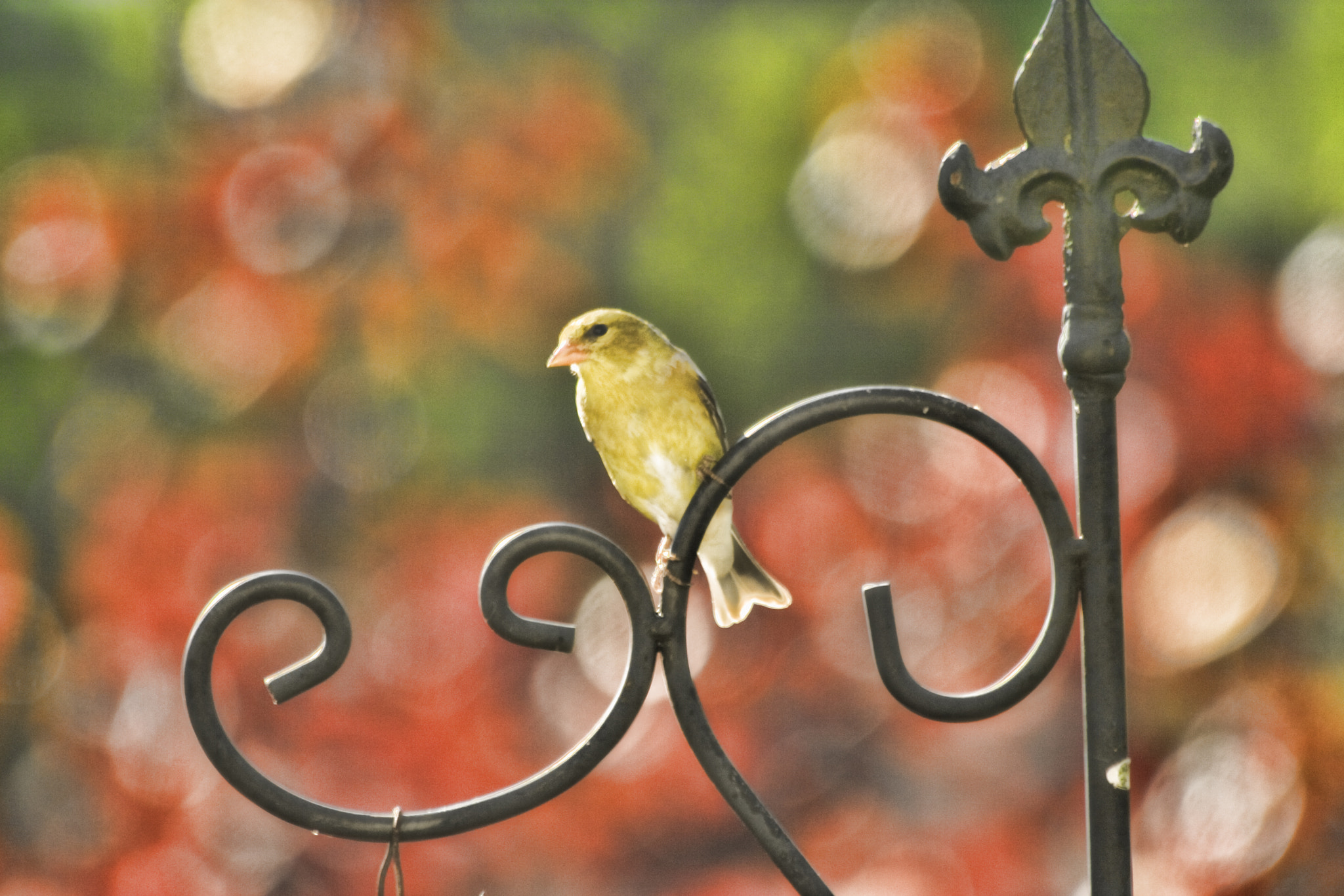 Canon EOS 400D (EOS Digital Rebel XTi / EOS Kiss Digital X) sample photo. Yellow finch photography