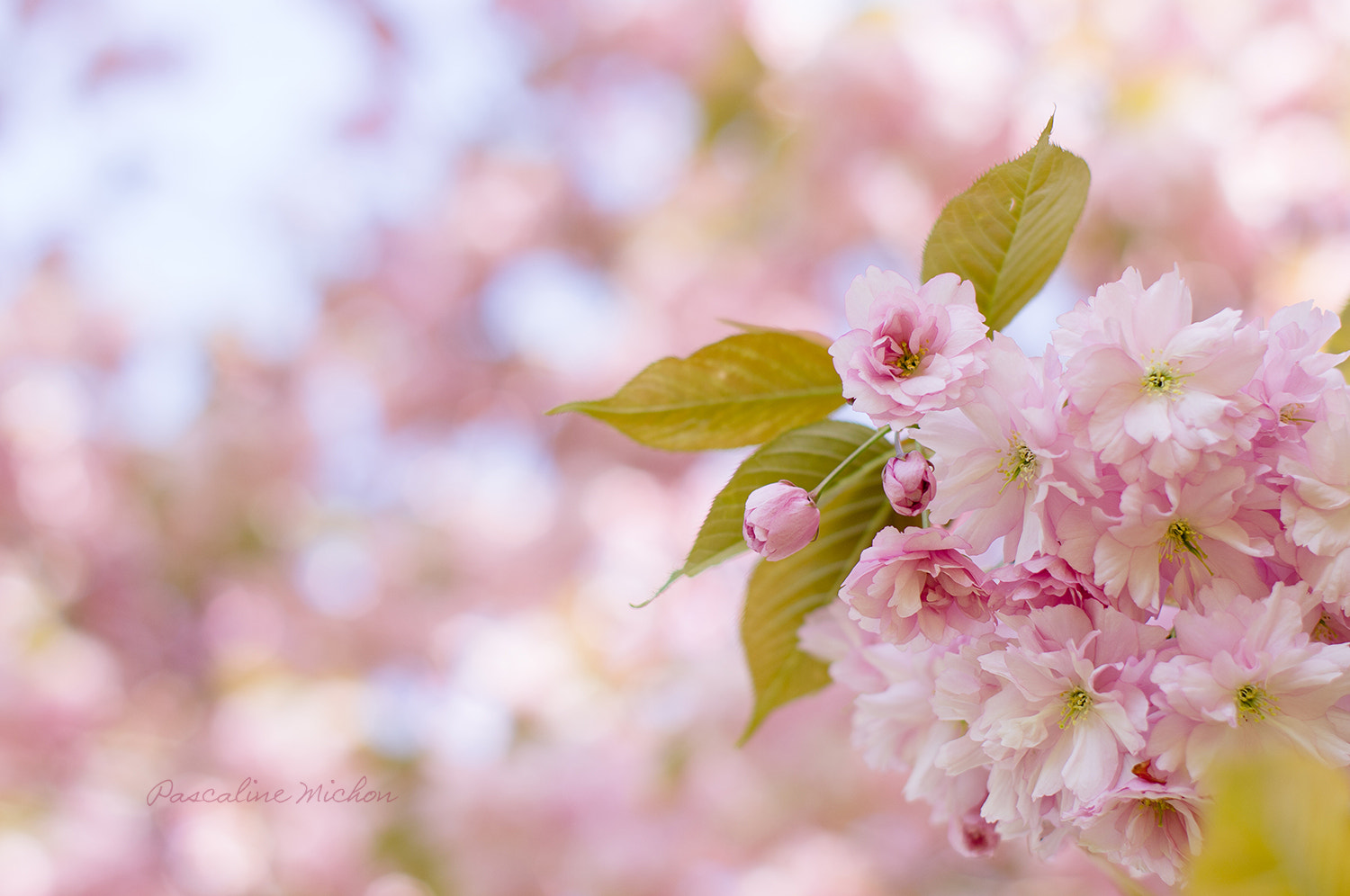 Pentax K-r + Pentax smc FA 50mm F1.4 sample photo. Springtime photography