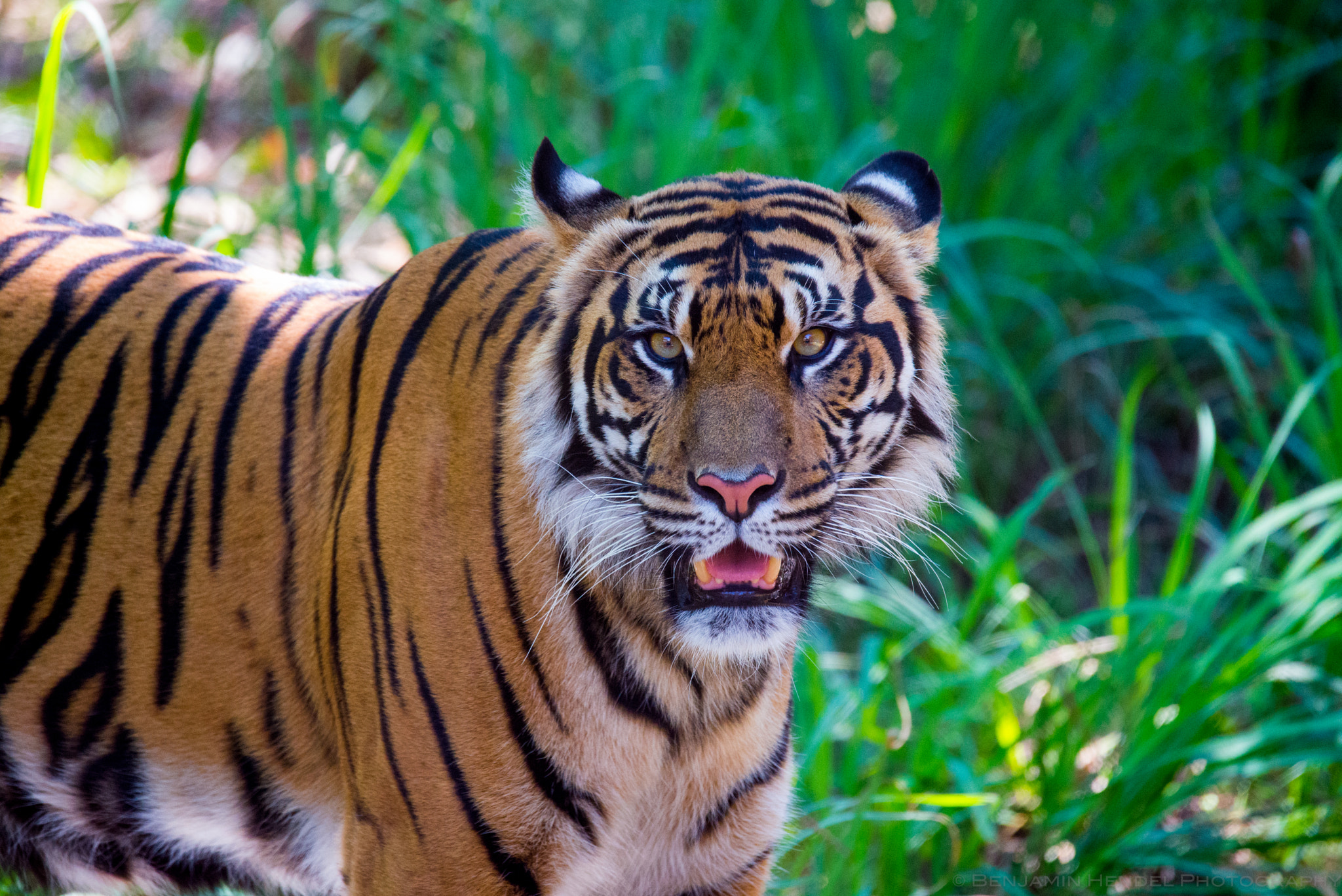 Sigma 150-600mm F5-6.3 DG OS HSM | S sample photo. Tiger photography