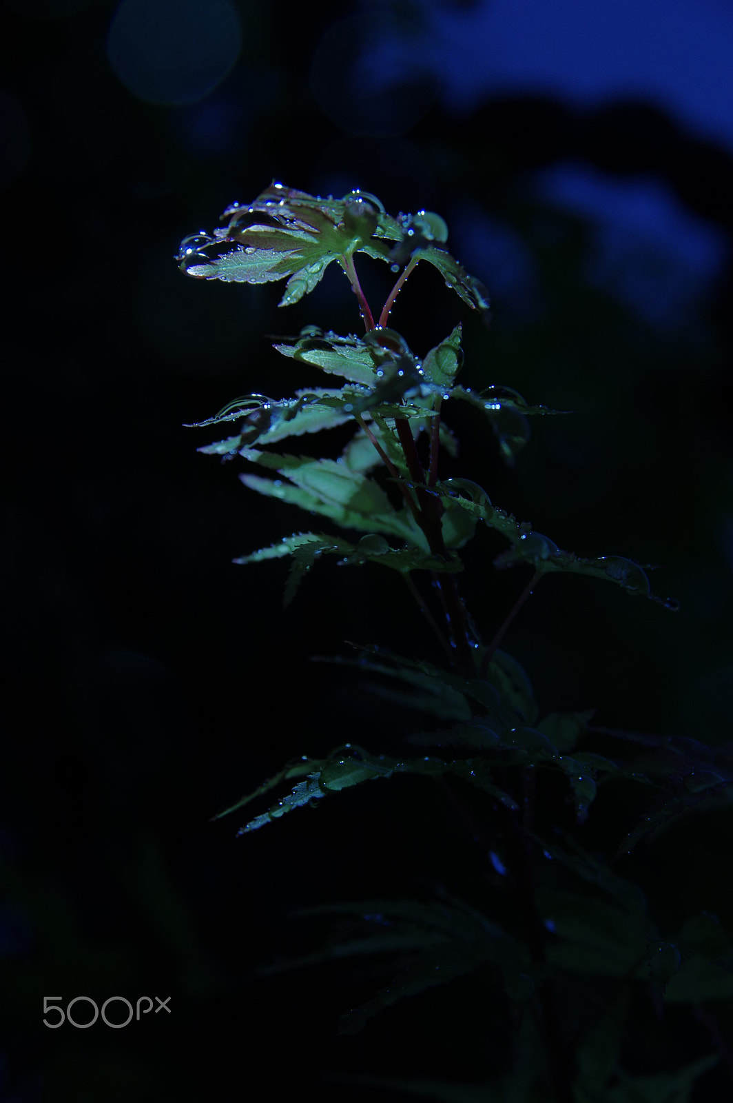 Sigma 17-70mm F2.8-4.5 DC Macro sample photo. Grab the moonlight photography