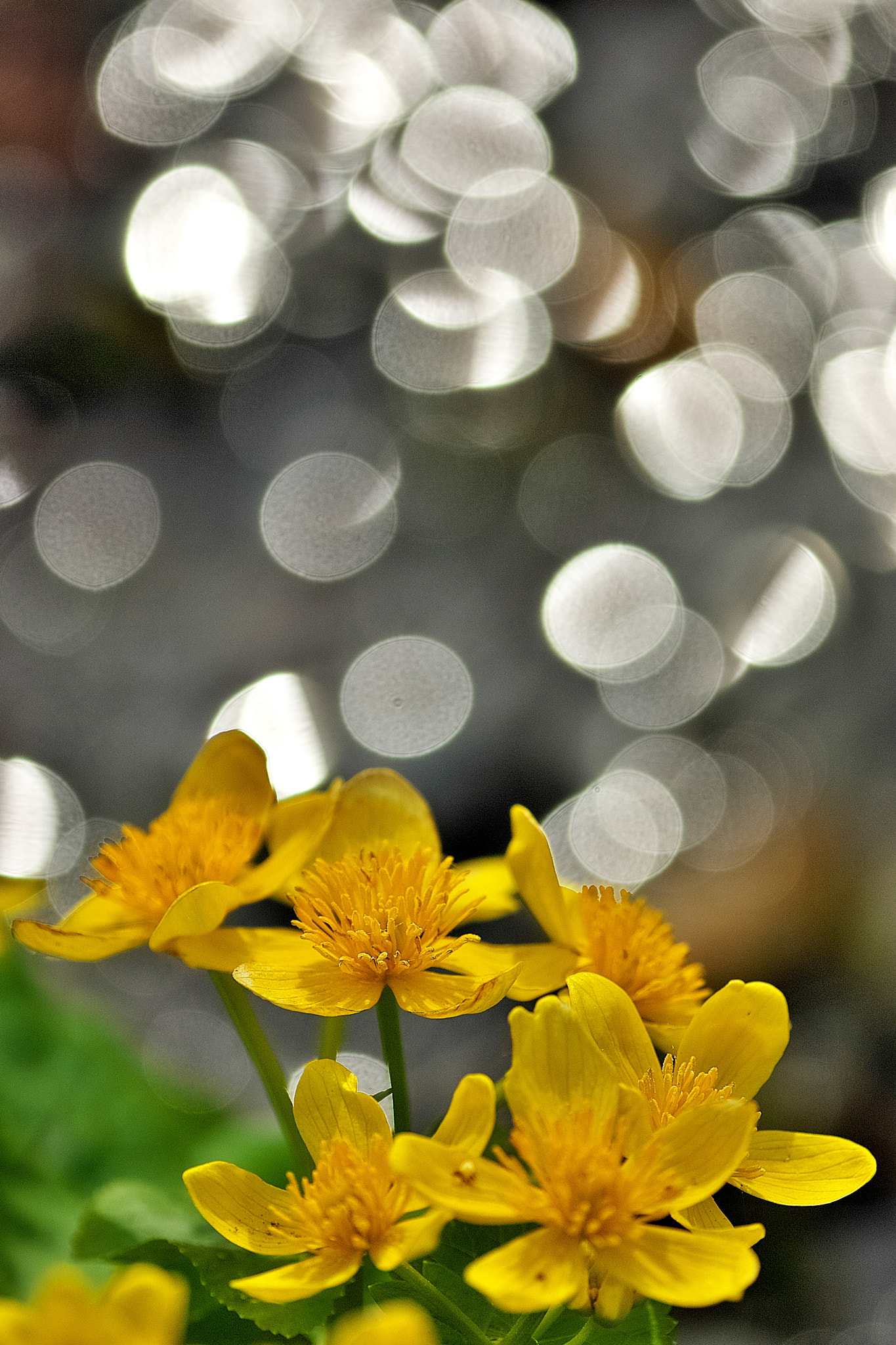 Minolta AF 200mm F4 Macro APO G sample photo. Coming up again photography