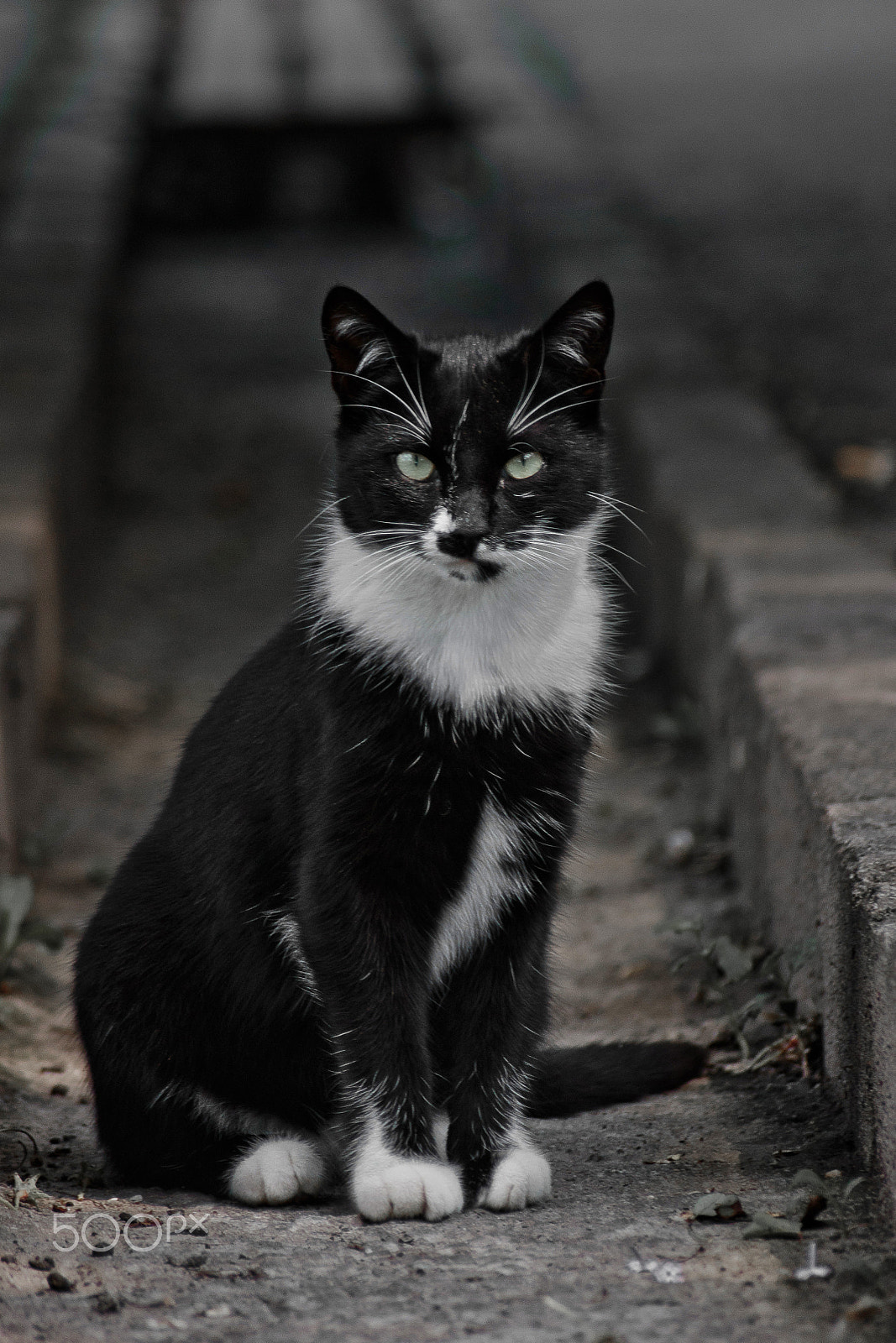 Canon EOS 1100D (EOS Rebel T3 / EOS Kiss X50) + Canon EF 70-210mm f/4 sample photo. The black cat with collar photography