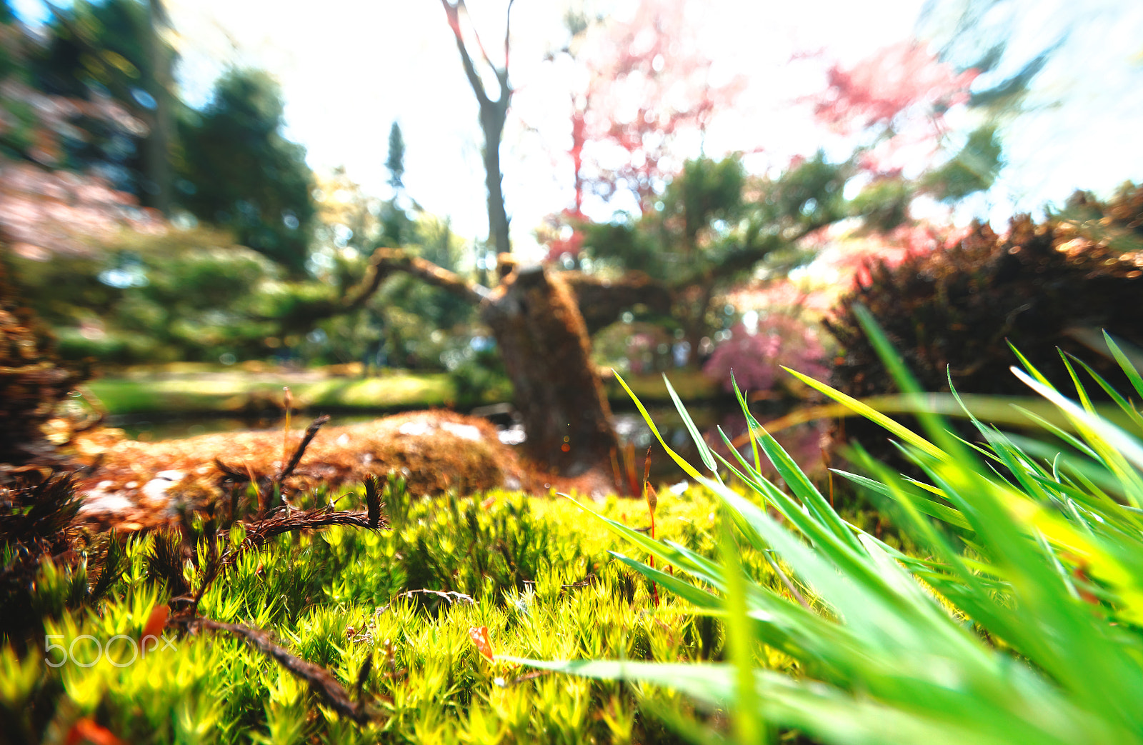 Pentax K-5 II sample photo. The hague photography
