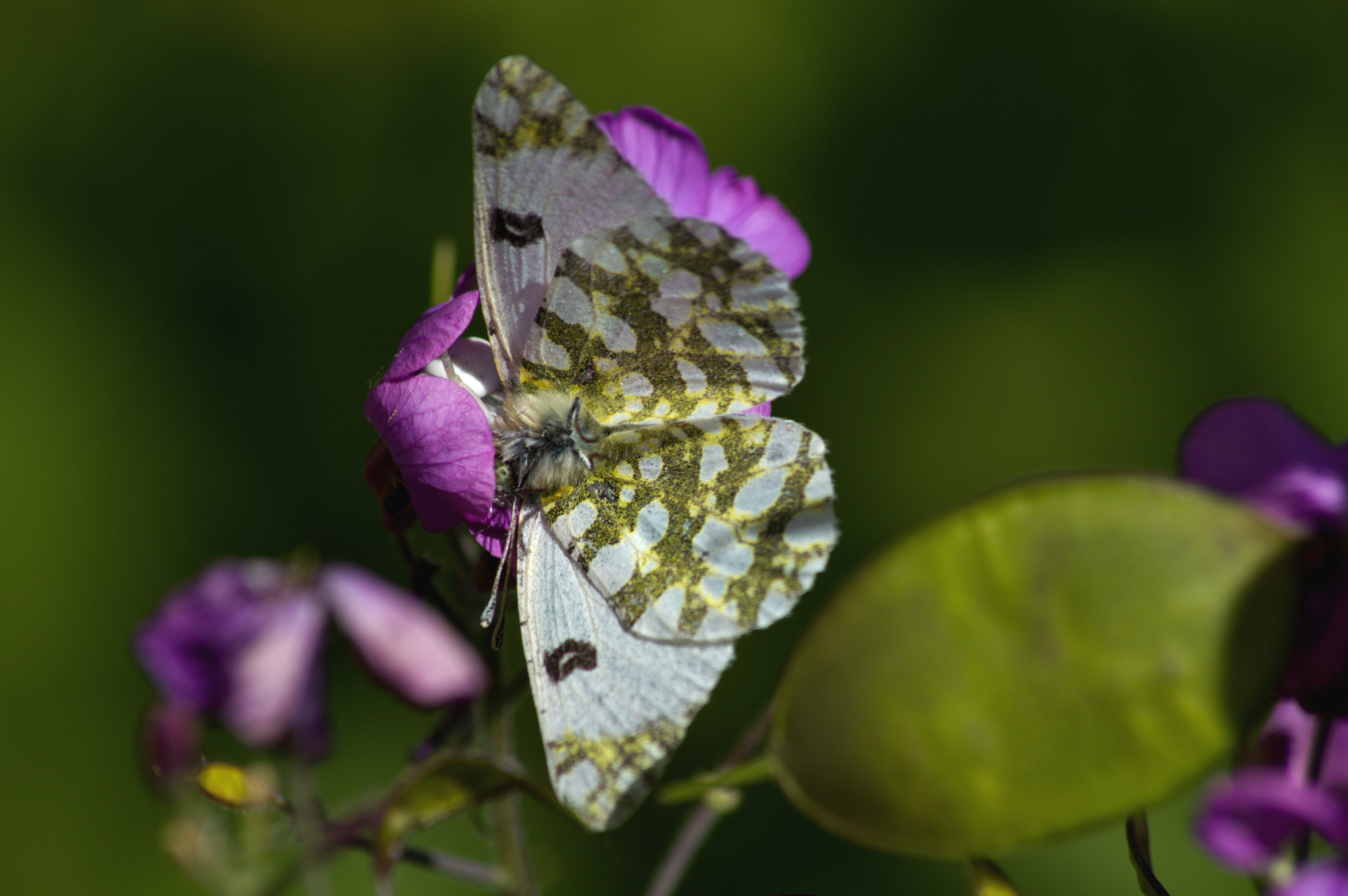 Nikon D3200 + 70.00 - 300.00 mm f/4.0 - 5.6 sample photo. Nella morsa del ragno photography