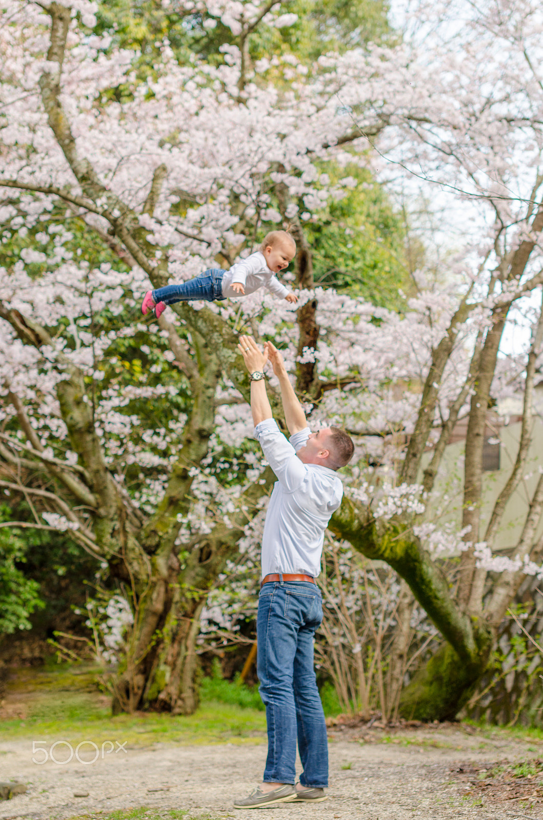 Nikon D5100 + Sigma 50mm F1.4 EX DG HSM sample photo. Cherry blossoms park photography