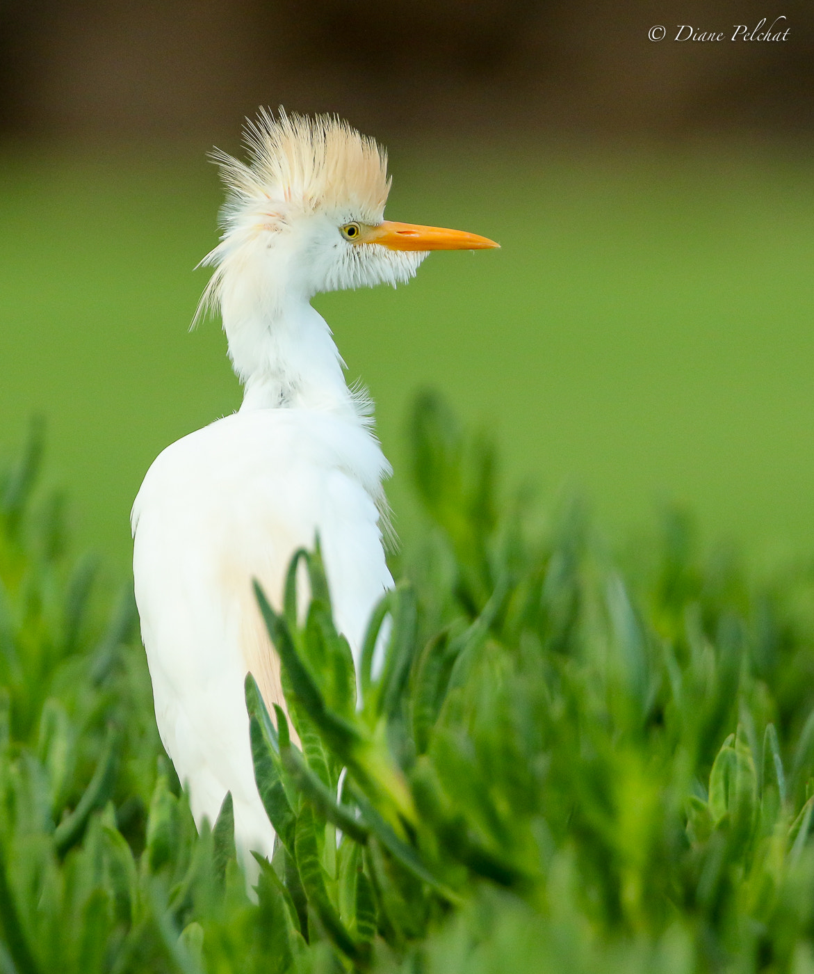 Canon EF 300mm F2.8L IS II USM sample photo. Cattle egret photography