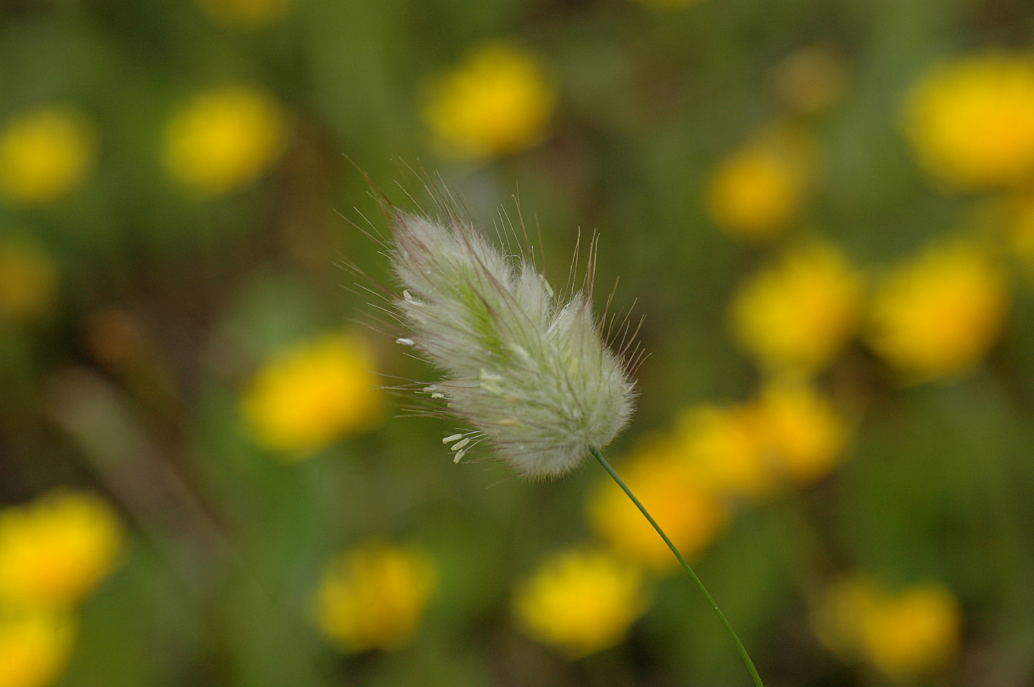Nikon D70s + Sigma Macro 90mm F2.8 sample photo. A photography