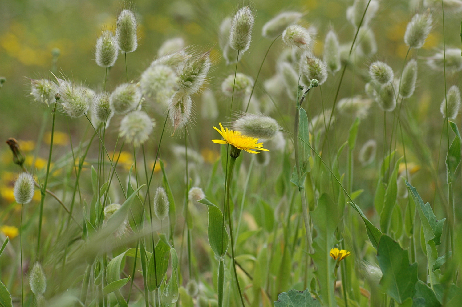 Nikon D70s + Sigma Macro 90mm F2.8 sample photo. A photography