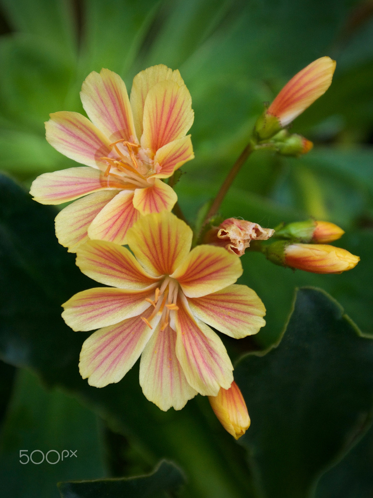 Nikon 1 J2 sample photo. Lewisia photography