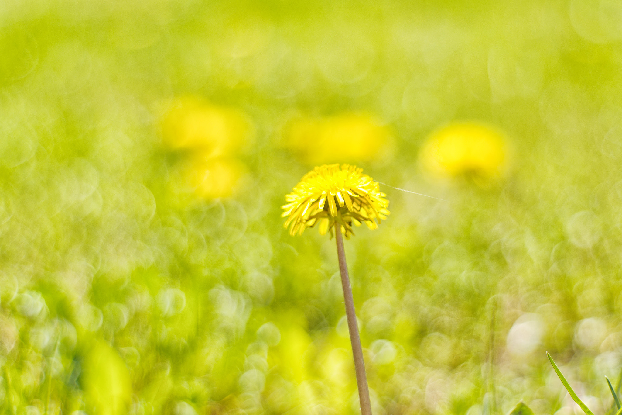 Nikon D5000 + Nikon AF Nikkor 50mm F1.8D sample photo. Place in the sun photography