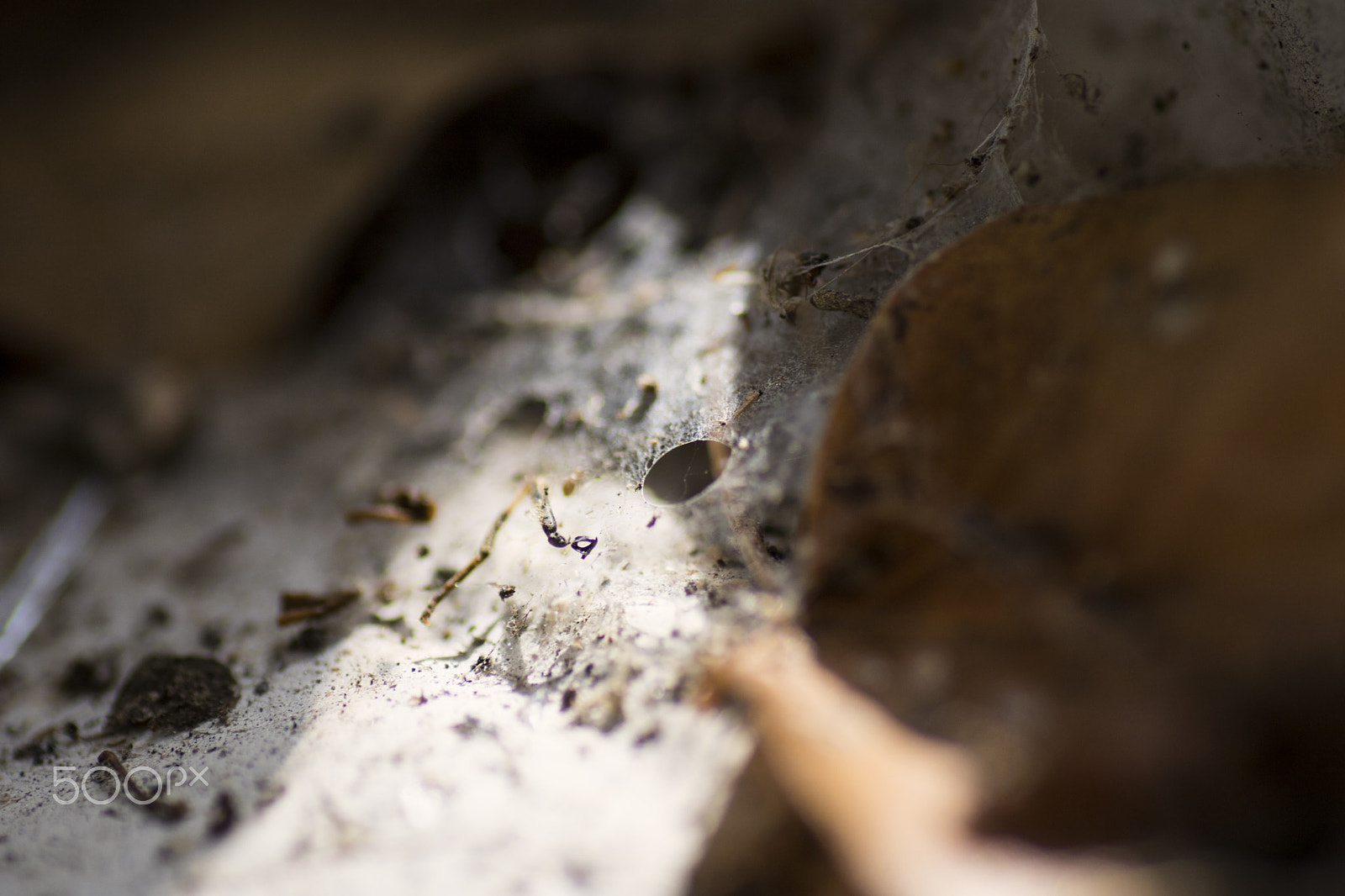 Tamron SP AF 90mm F2.8 Di Macro sample photo. Cobweb photography