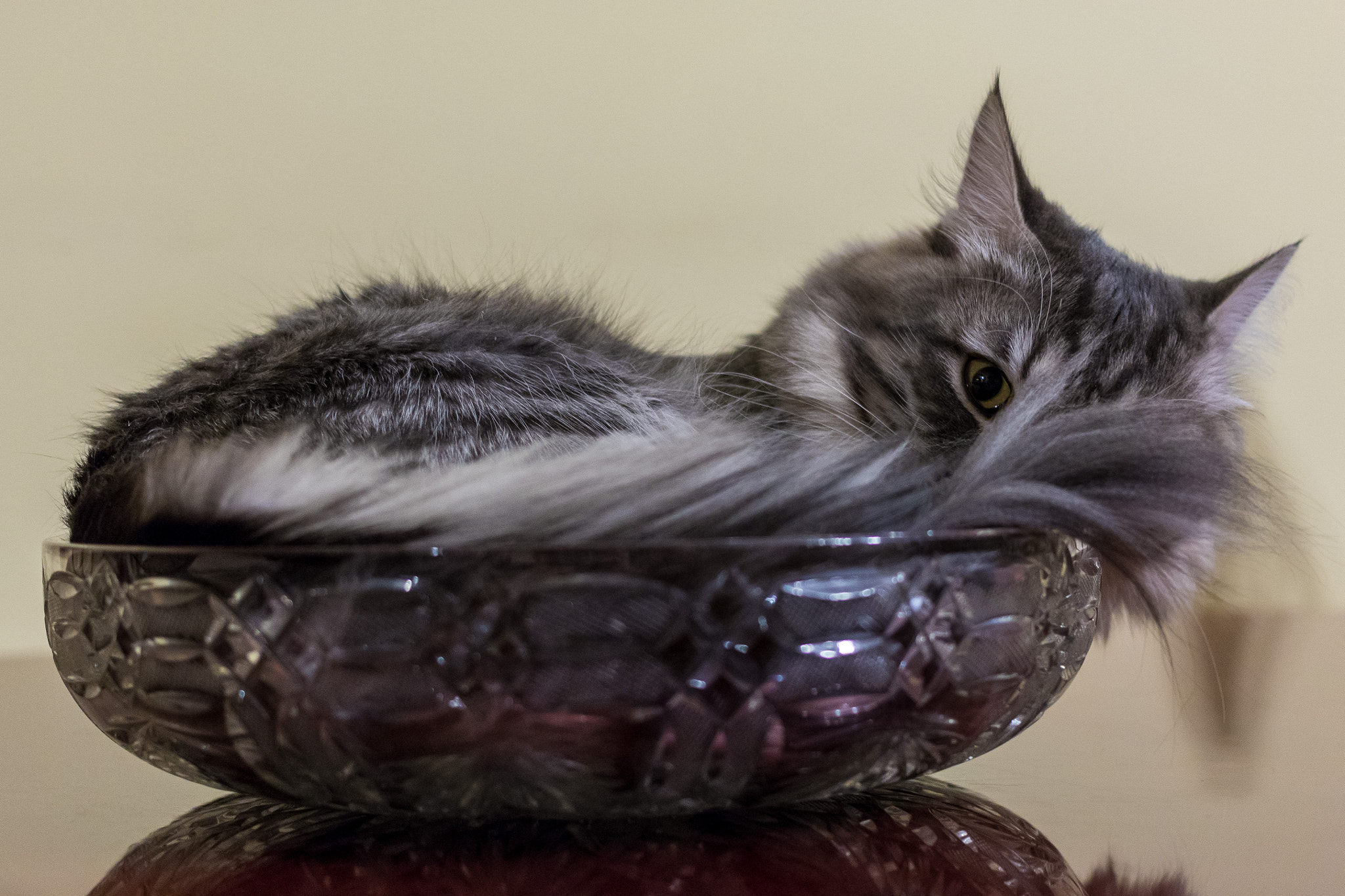 Canon EF 40mm F2.8 STM sample photo. Feline curiosity photography