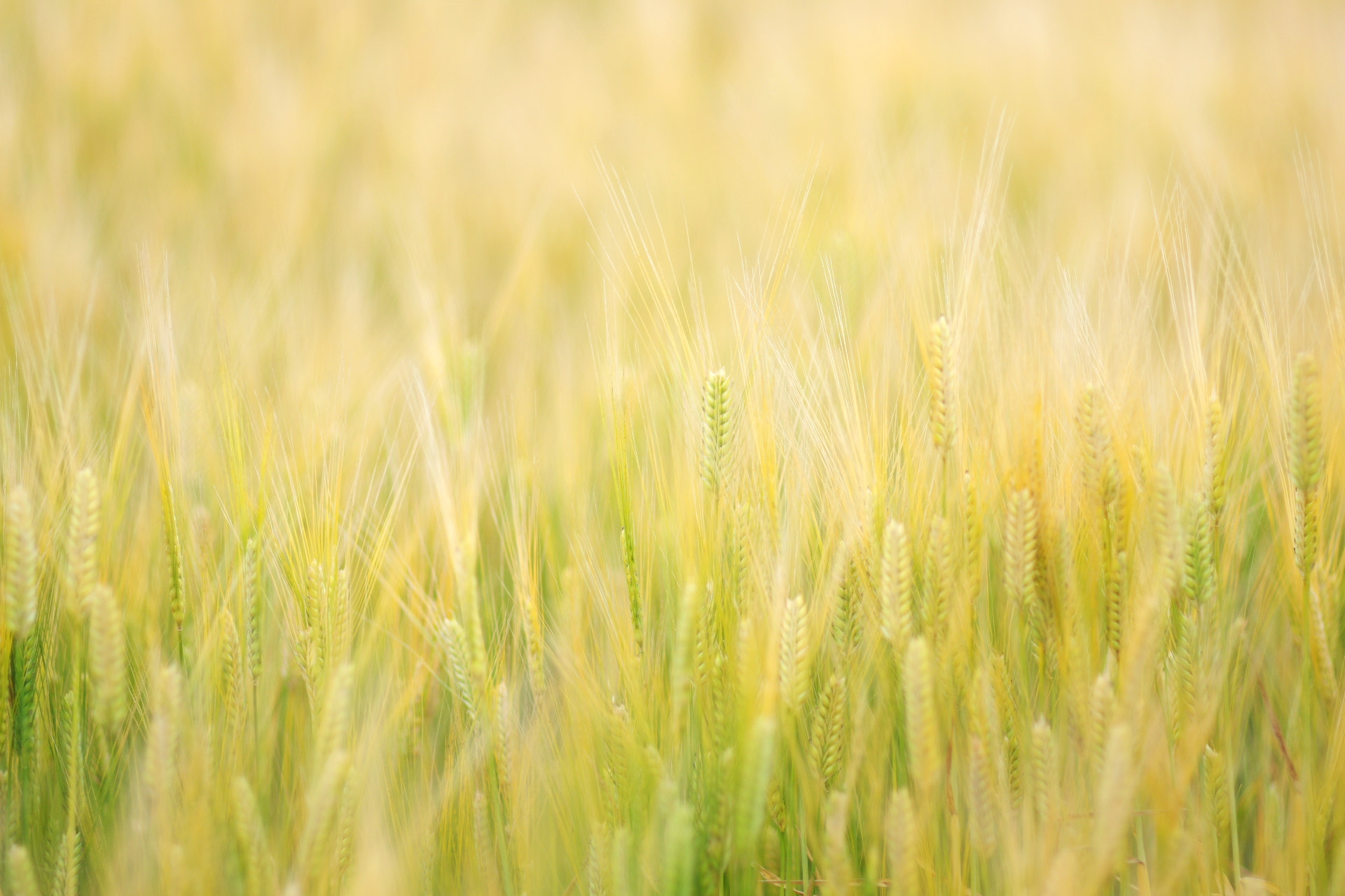 Pentax K-3 sample photo. Wheat photography