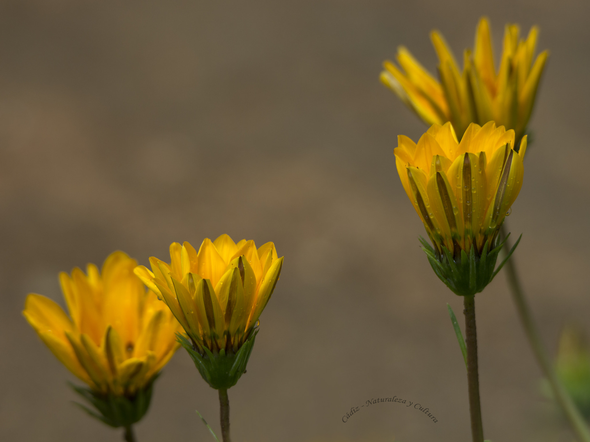 Tamron SP 150-600mm F5-6.3 Di VC USD sample photo. Esperando la luz ... photography