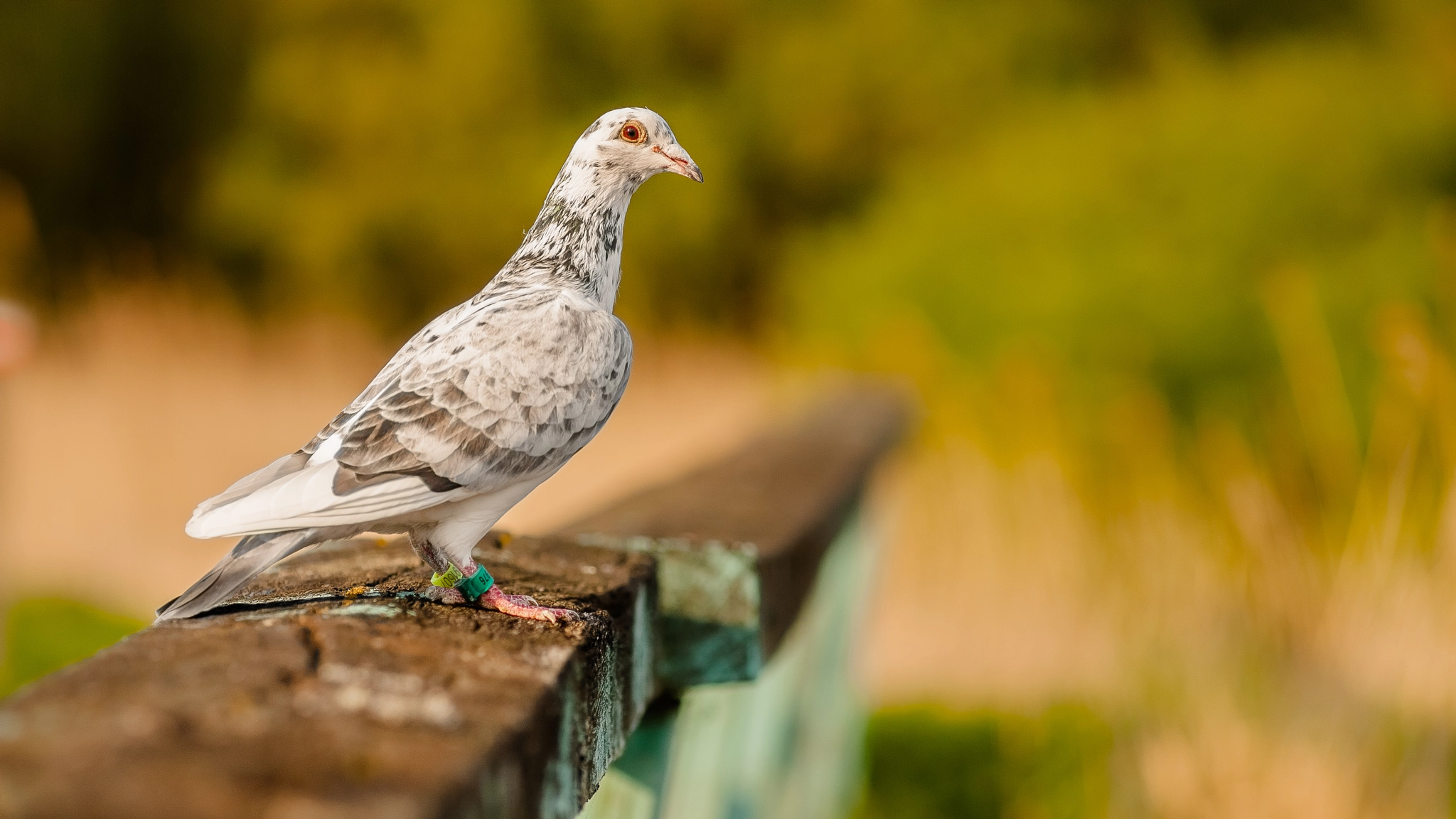 Canon EOS 5D + Canon EF 135mm F2.8 SF sample photo. Columbidae. photography