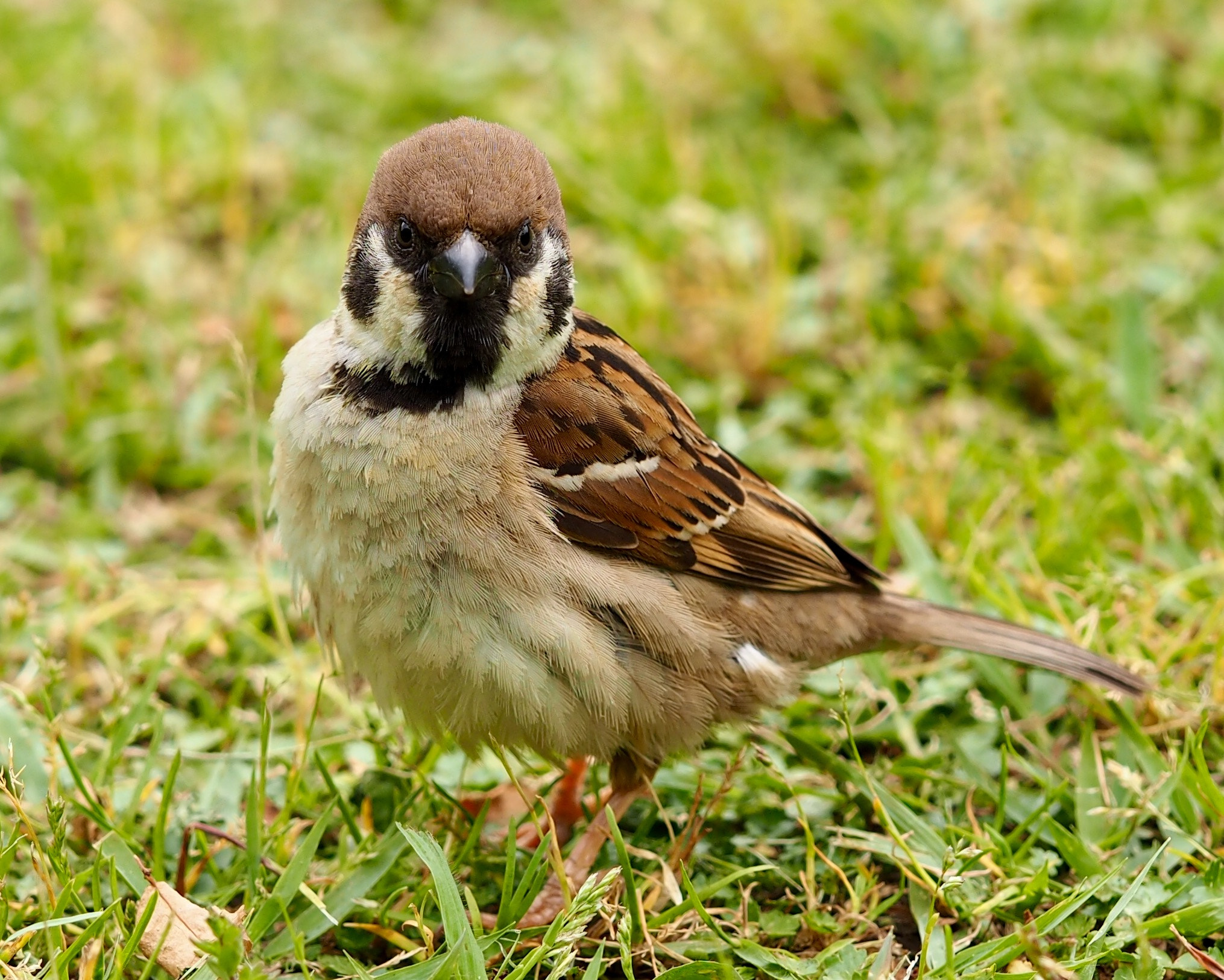 Olympus PEN E-PL7 sample photo. Sparrow photography