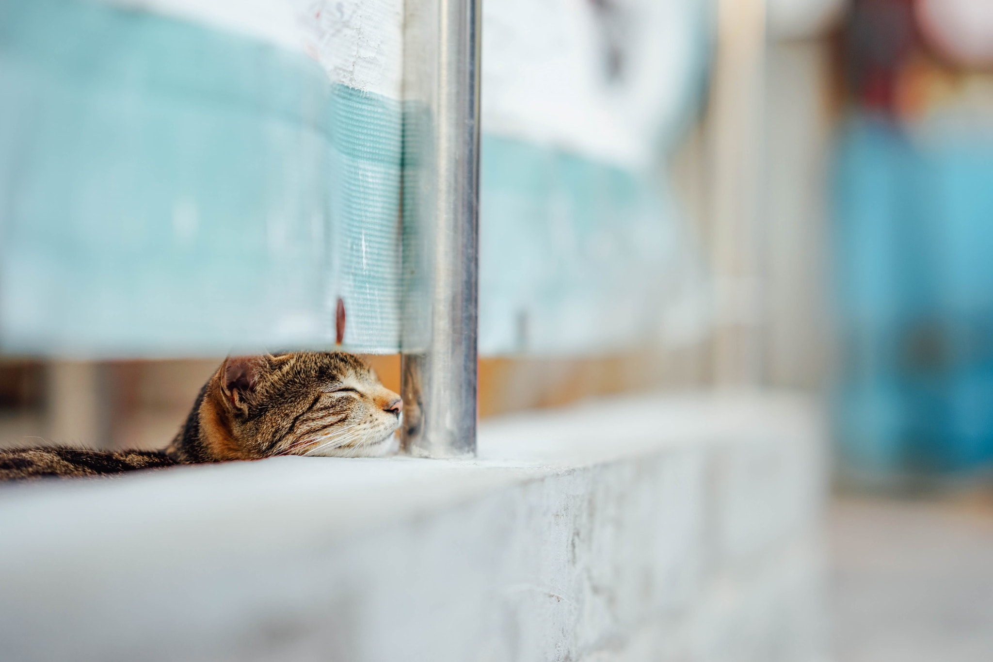 Sony a7 + Sony FE 85mm F1.4 GM sample photo. Sleeping cat photography