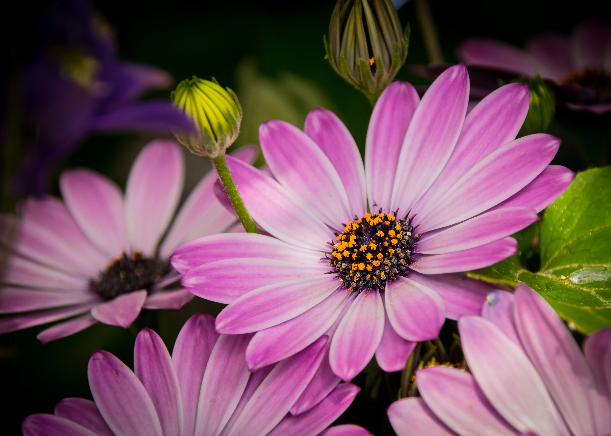 Sigma 18-250mm F3.5-6.3 DC Macro OS HSM sample photo. Daisy photography