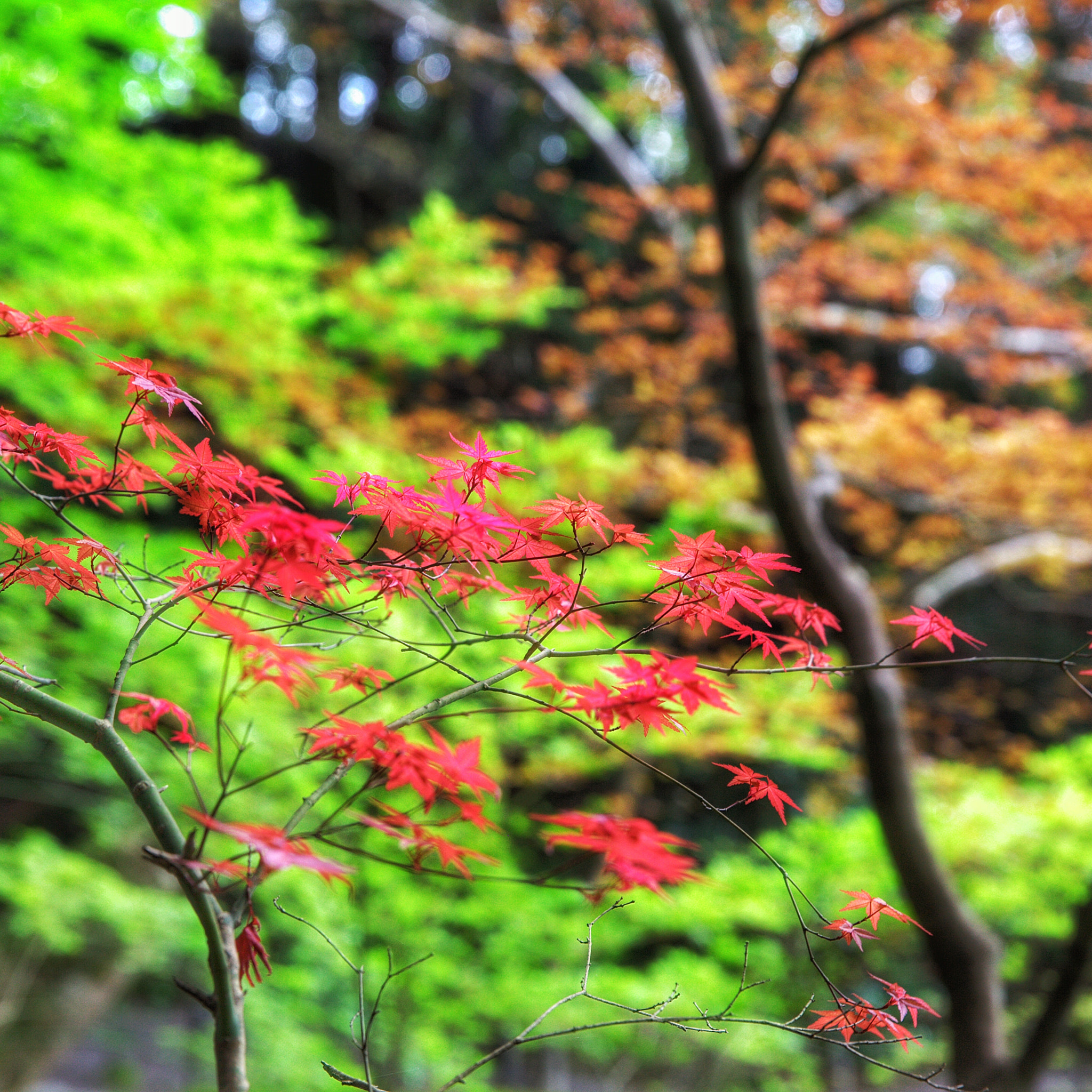 Canon EF 24-70mm F2.8L II USM sample photo. 红叶 photography
